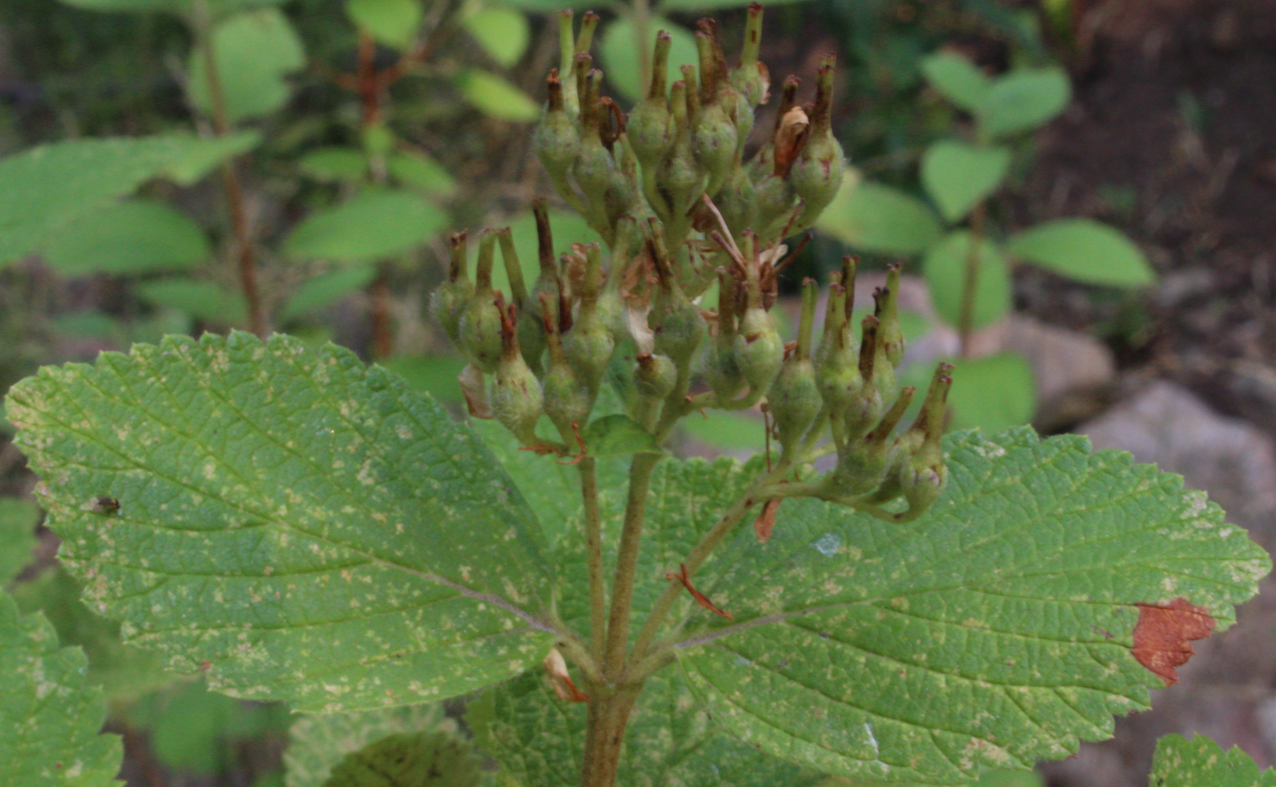 Macro and Micro Picture of the Day 2020-08-14