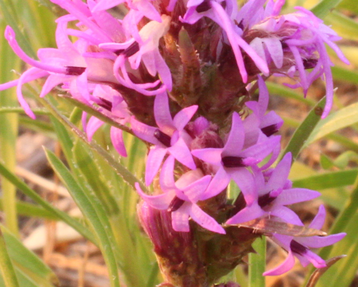 Macro and Micro Picture of the Day 2020-08-15