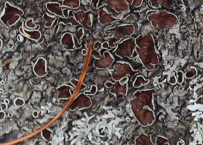 Macro and Micro Picture of the Day 2020-08-16