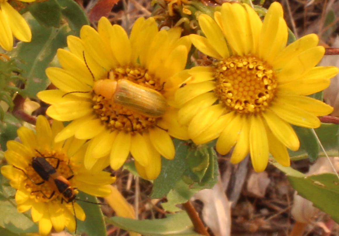 Macro and Micro Picture of the Day 2020-08-17