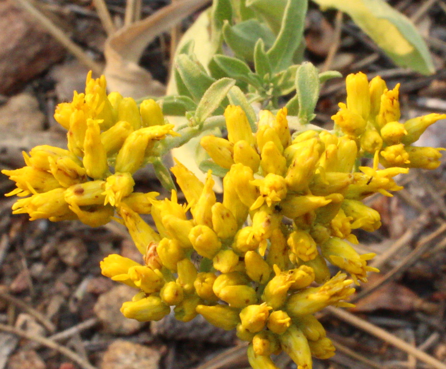 Macro and Micro Picture of the Day 2020-08-18