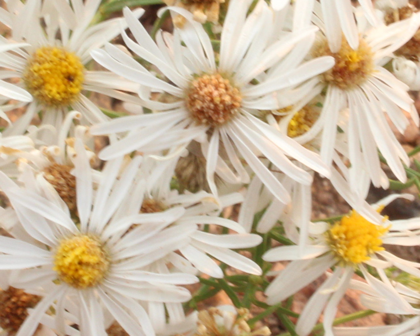 Macro and Micro Picture of the Day 2020-08-19