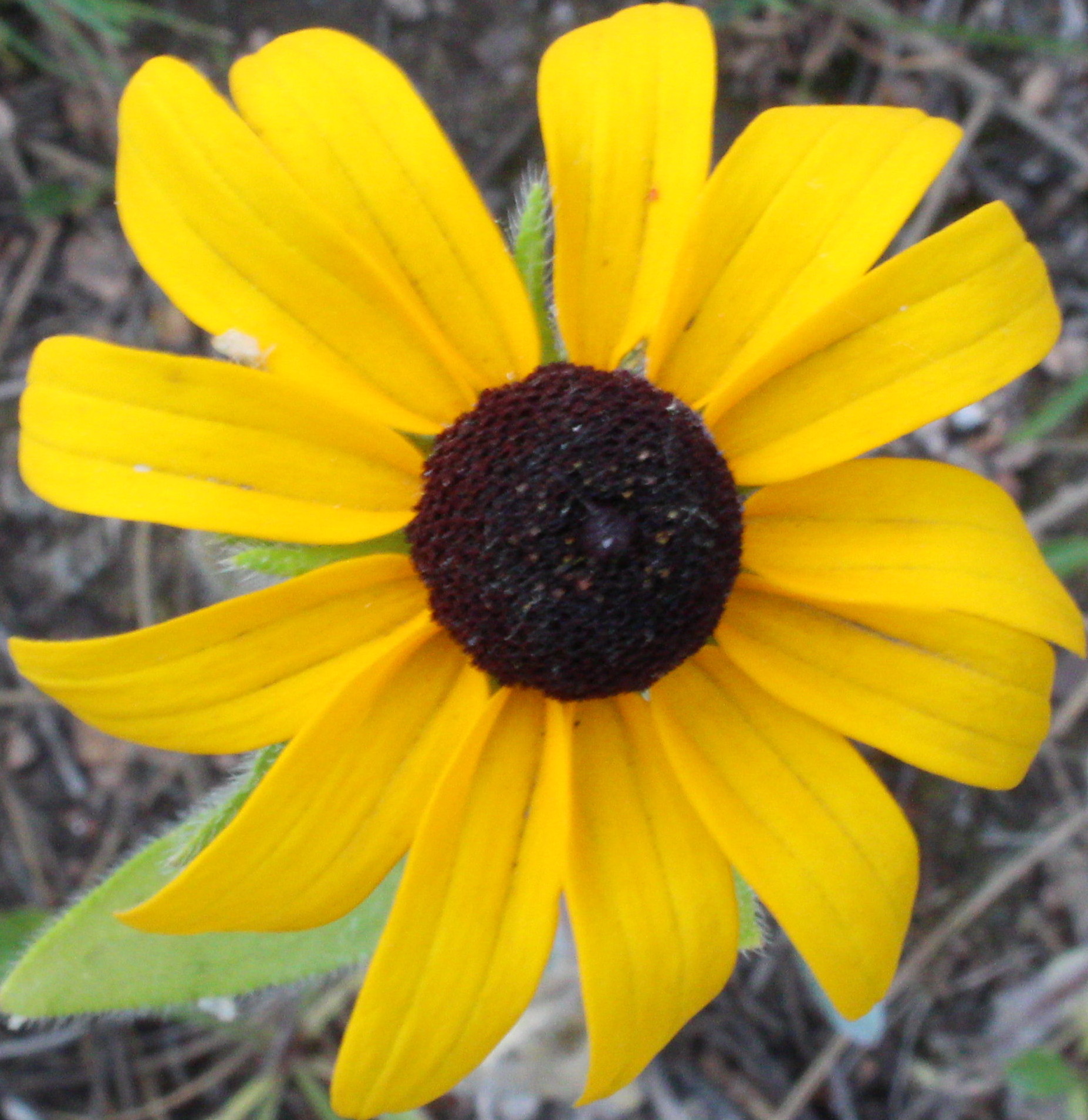 Macro and Micro Picture of the Day 2020-08-20