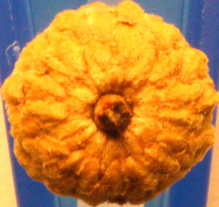 Macro and Micro Picture of the Day 2020-08-21