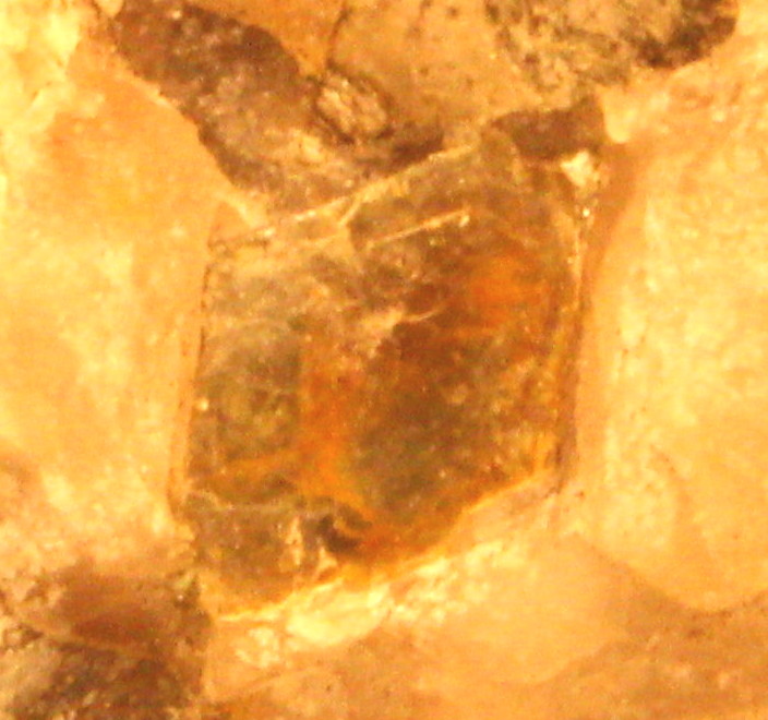 Macro and Micro Picture of the Day 2020-08-22