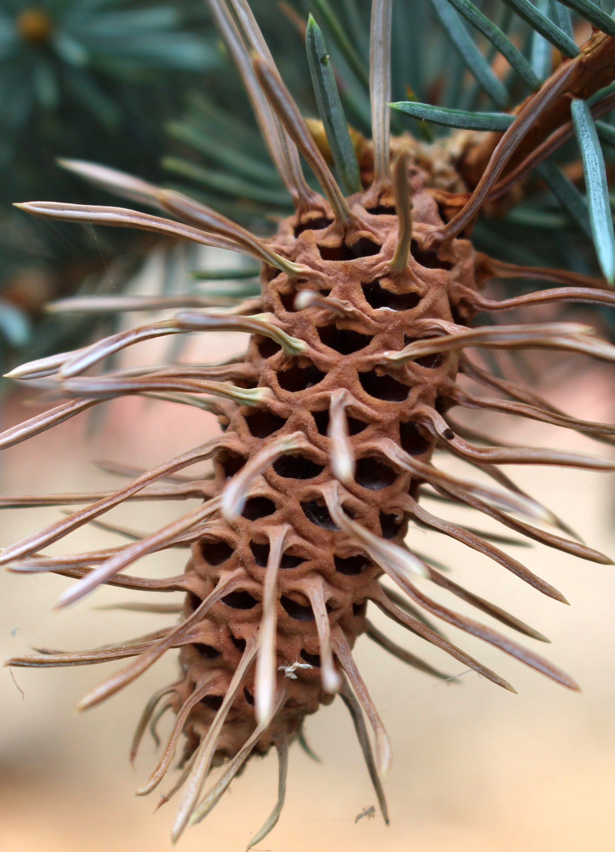 Macro and Micro Picture of the Day 2020-08-23