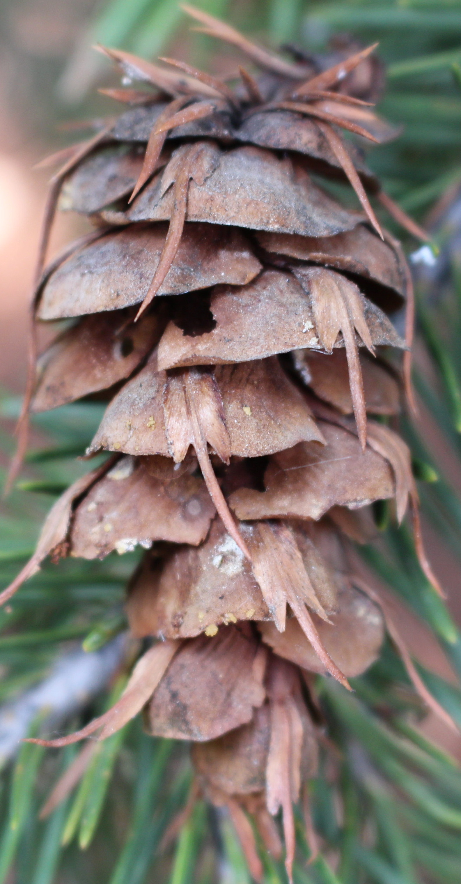 Macro and Micro Picture of the Day 2020-08-24