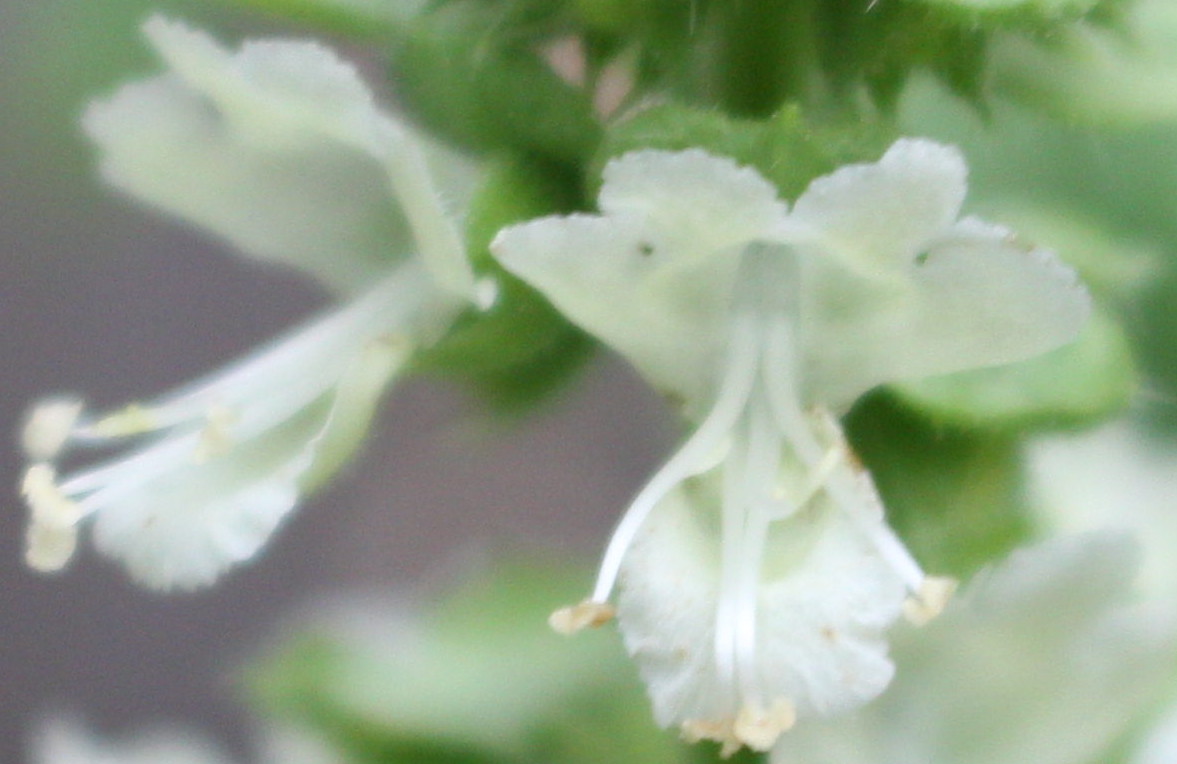 Macro and Micro Picture of the Day 2020-08-26