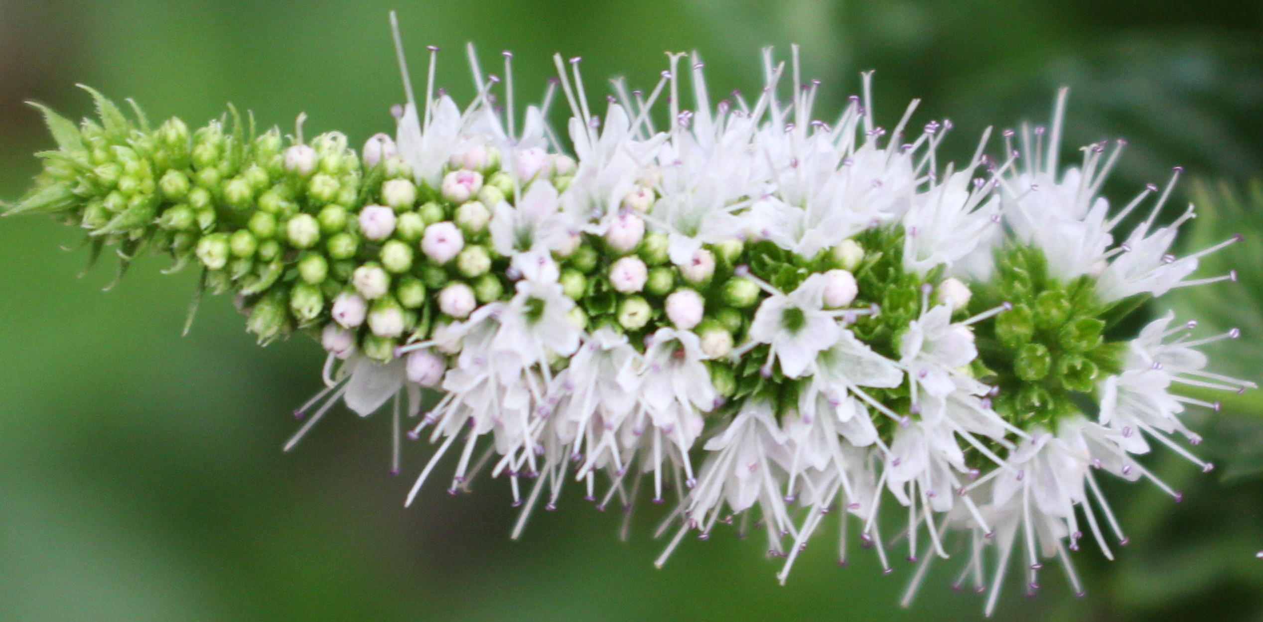 Macro and Micro Picture of the Day 2020-08-27