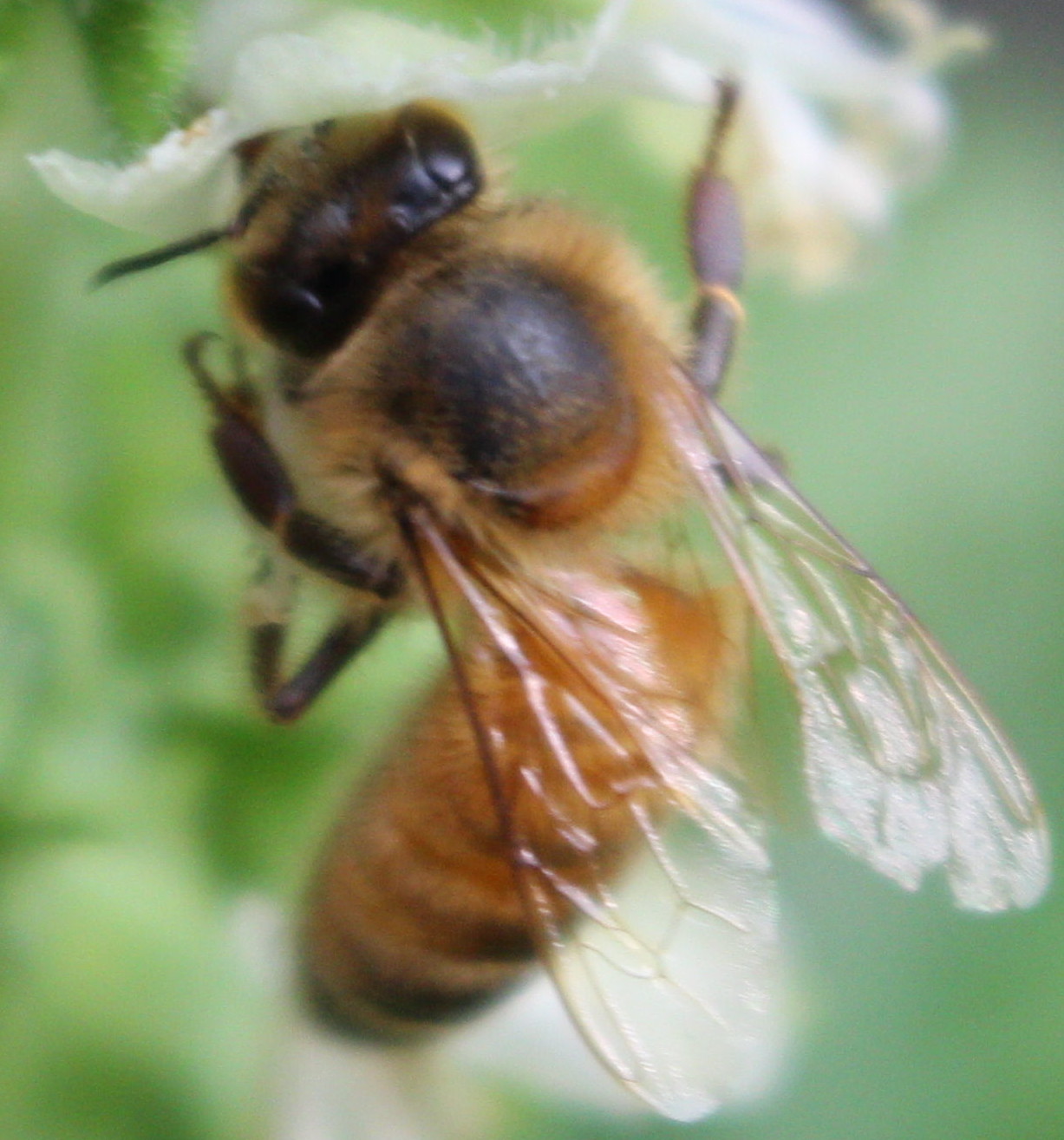 Macro and Micro Picture of the Day 2020-08-28