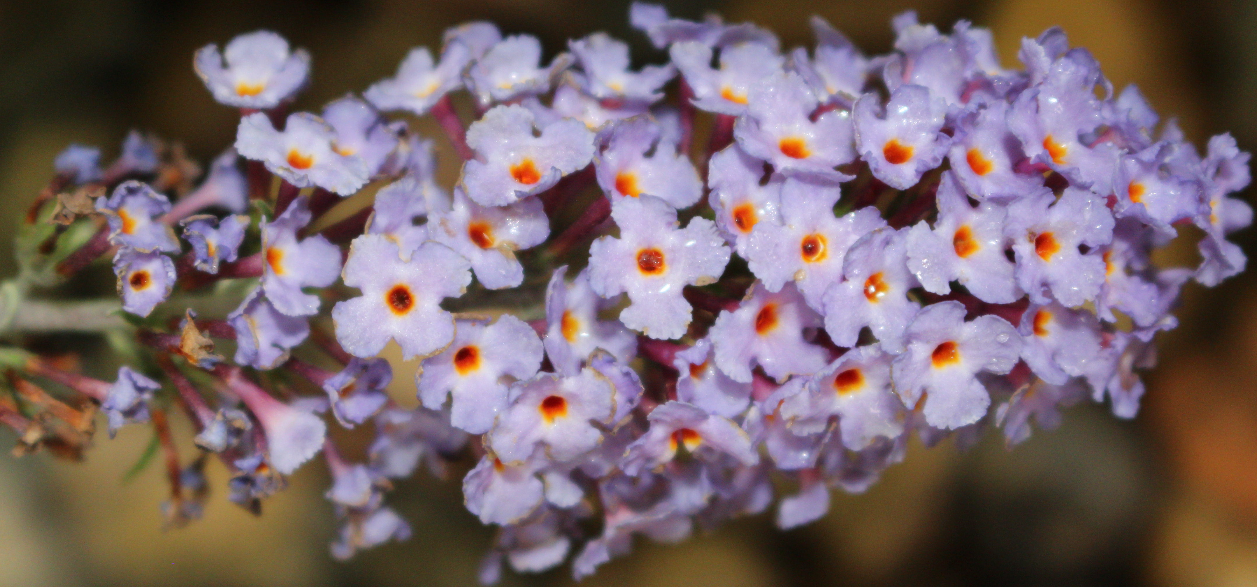 Macro and Micro Picture of the Day 2020-08-29