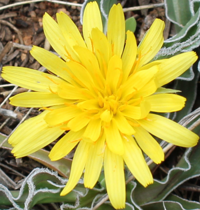 Macro and Micro Picture of the Day 2020-08-30