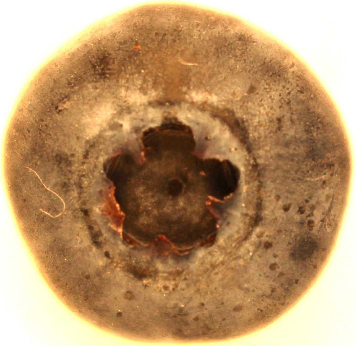 Macro and Micro Picture of the Day 2020-08-31