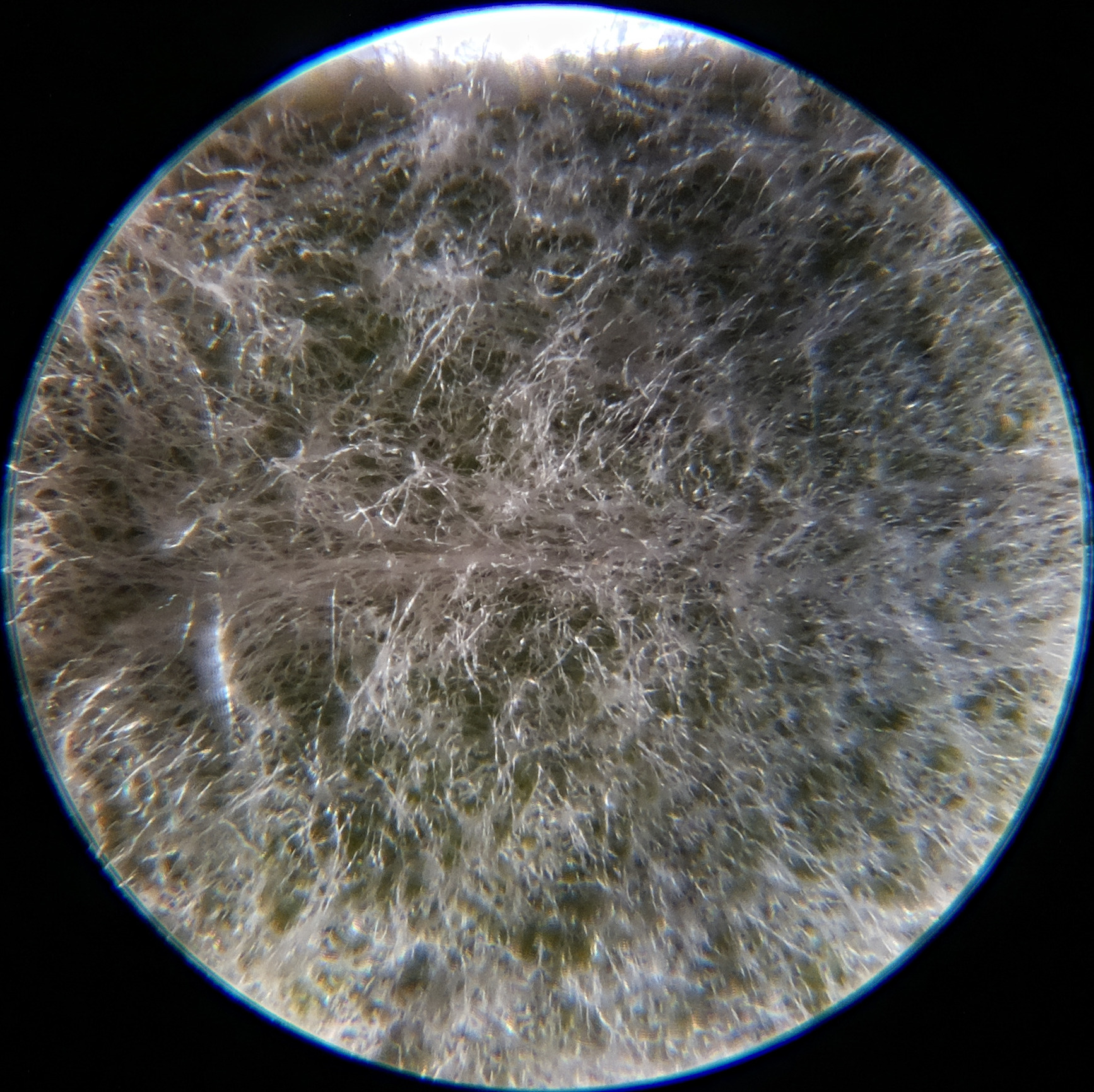 Macro and Micro Picture of the Day 2020-09-02