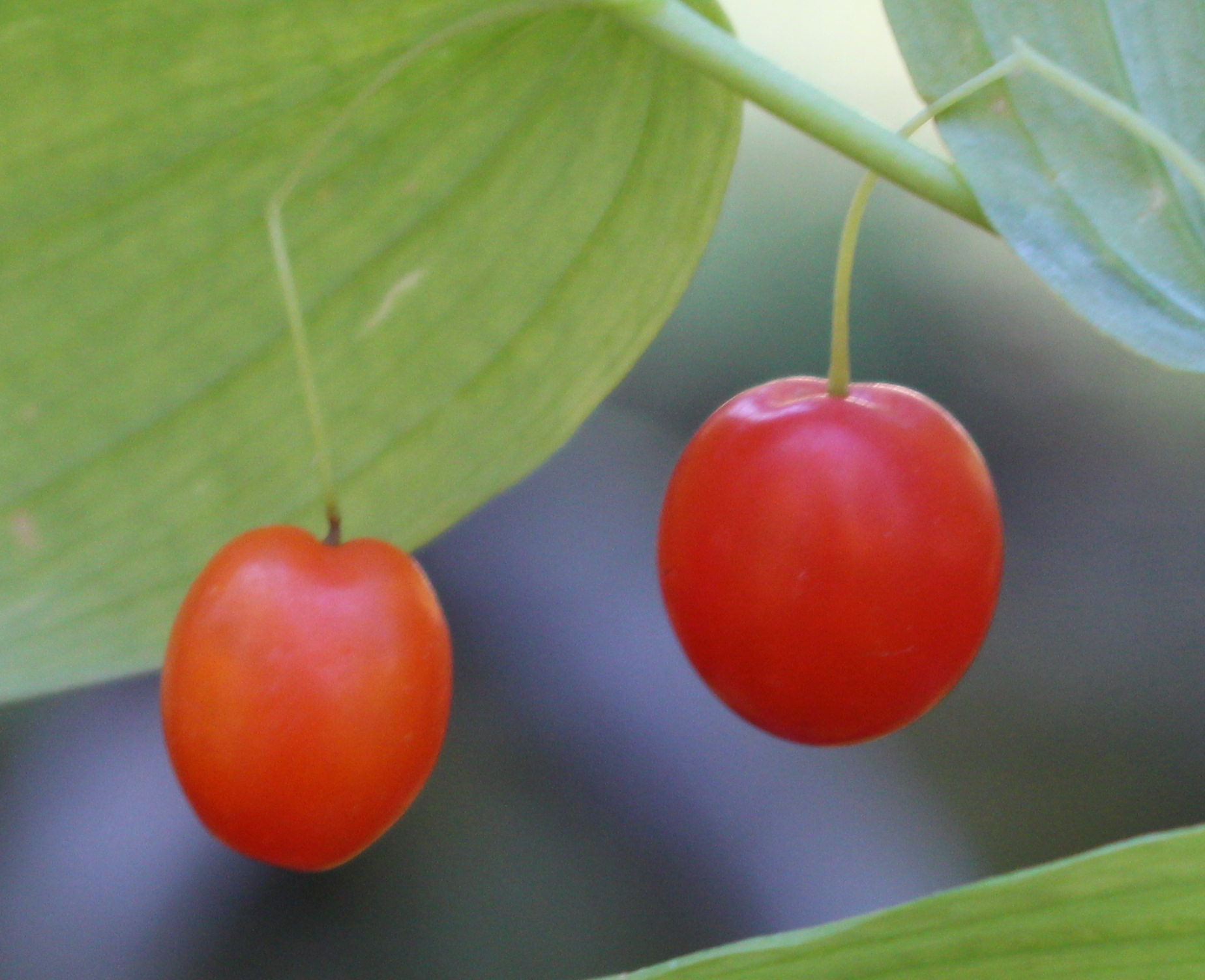 Macro and Micro Picture of the Day 2020-09-04