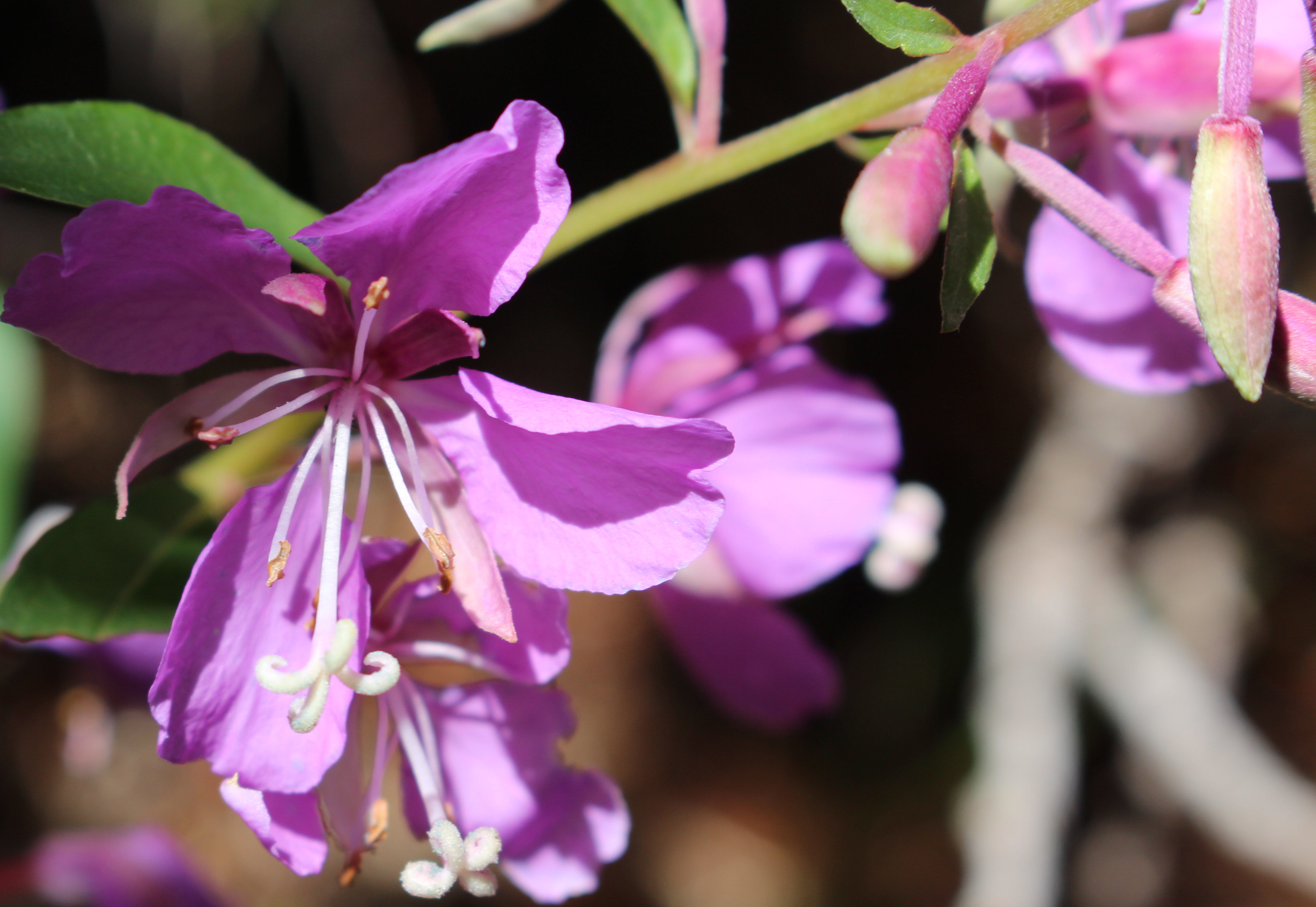 Macro and Micro Picture of the Day 2020-09-05