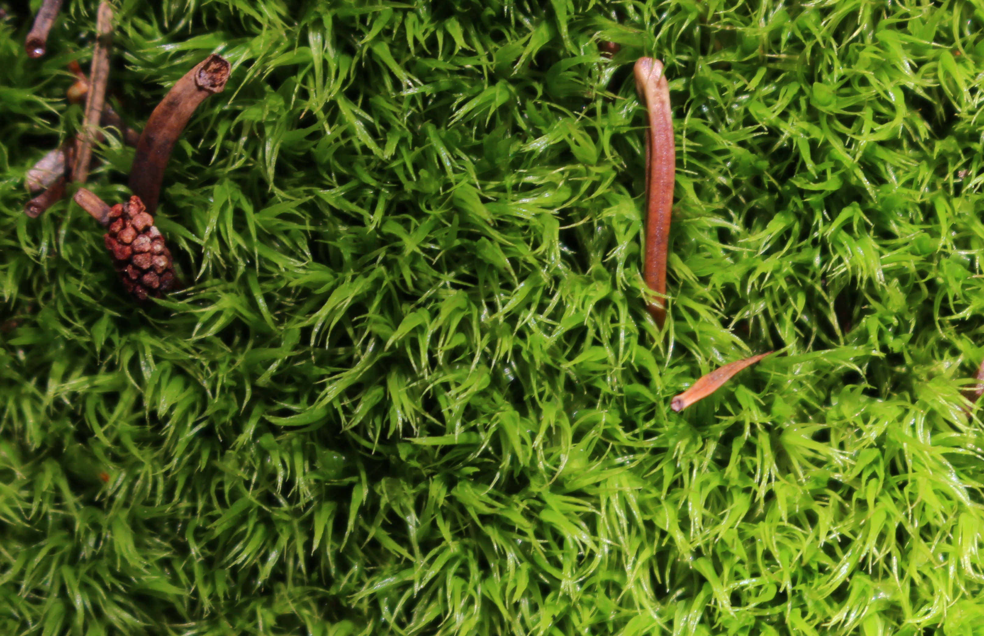 Macro and Micro Picture of the Day 2020-09-06