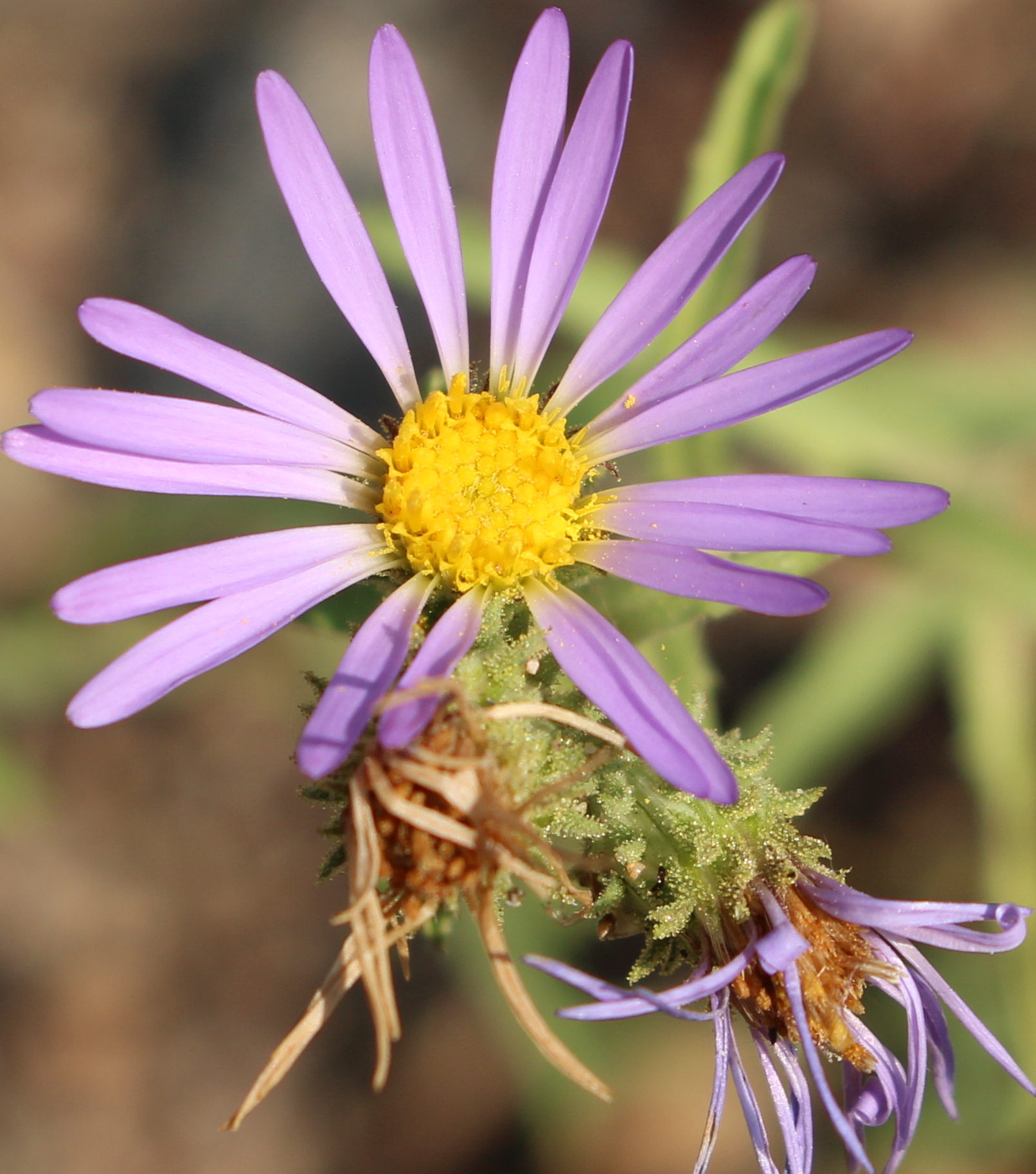 Macro and Micro Picture of the Day 2020-09-07