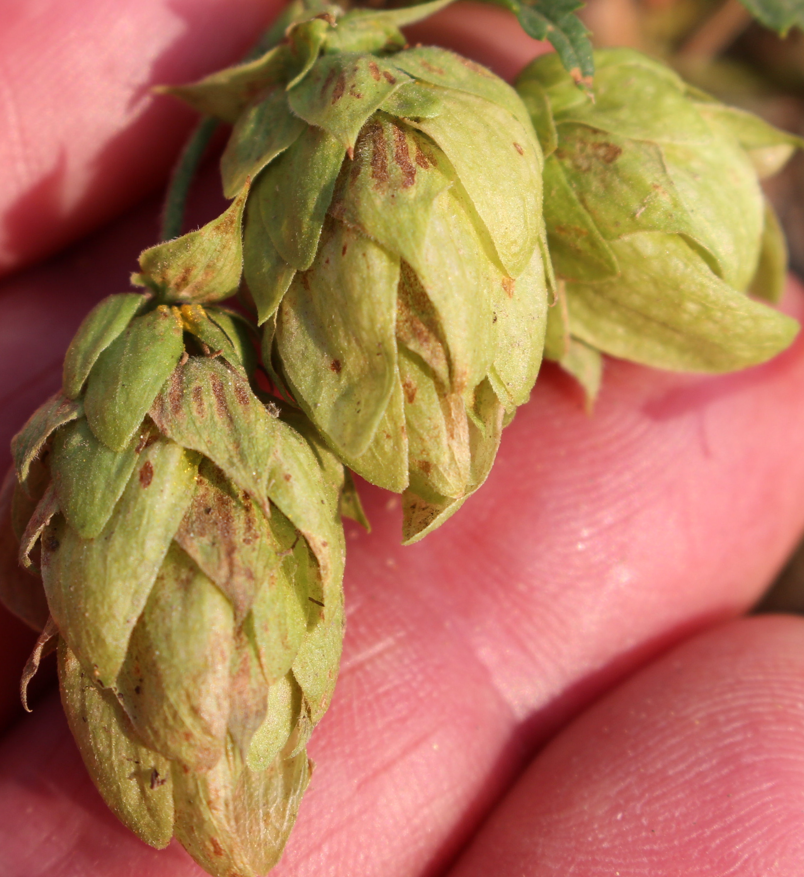 Macro and Micro Picture of the Day 2020-09-08