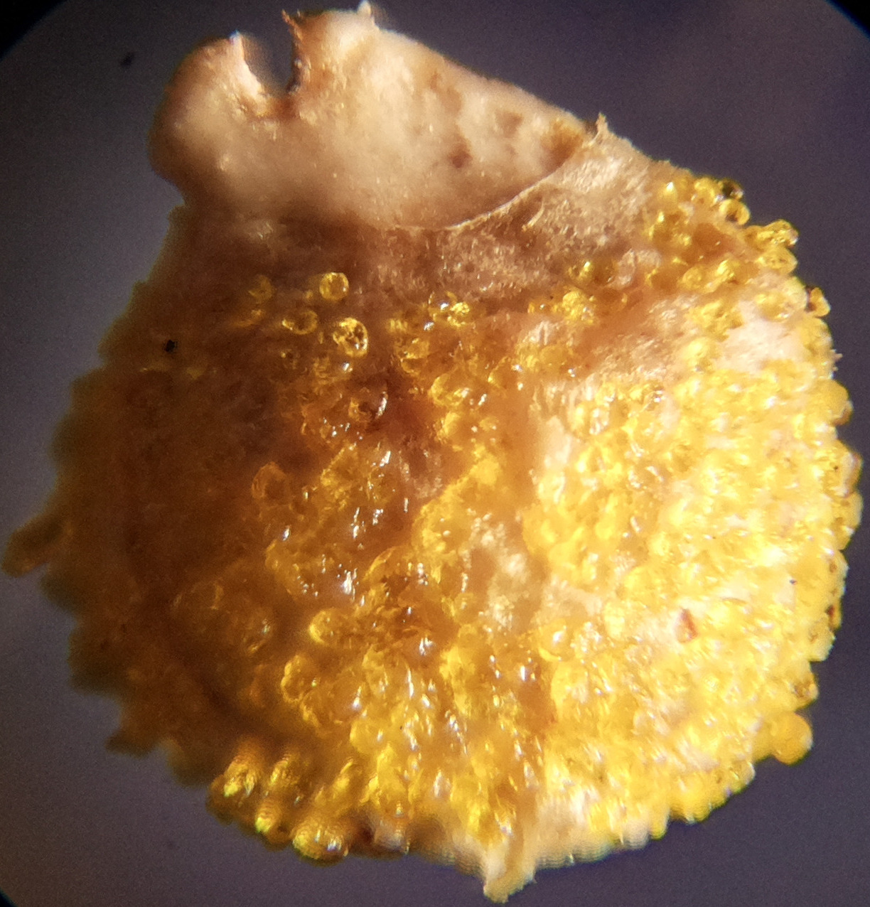 Macro and Micro Picture of the Day 2020-09-09