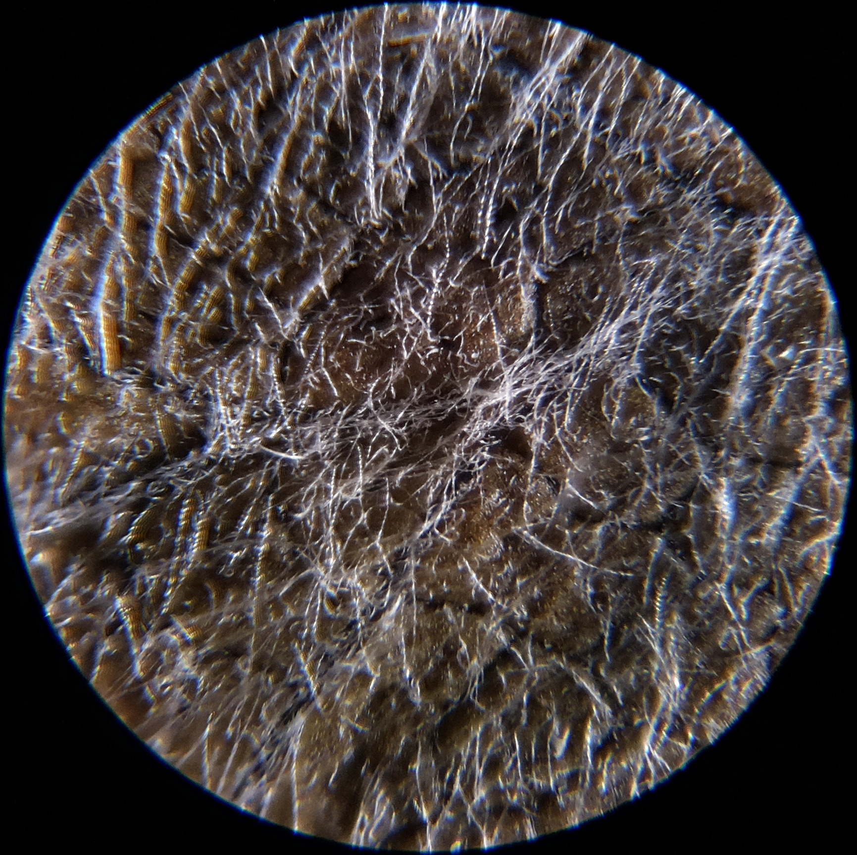 Macro and Micro Picture of the Day 2020-09-11