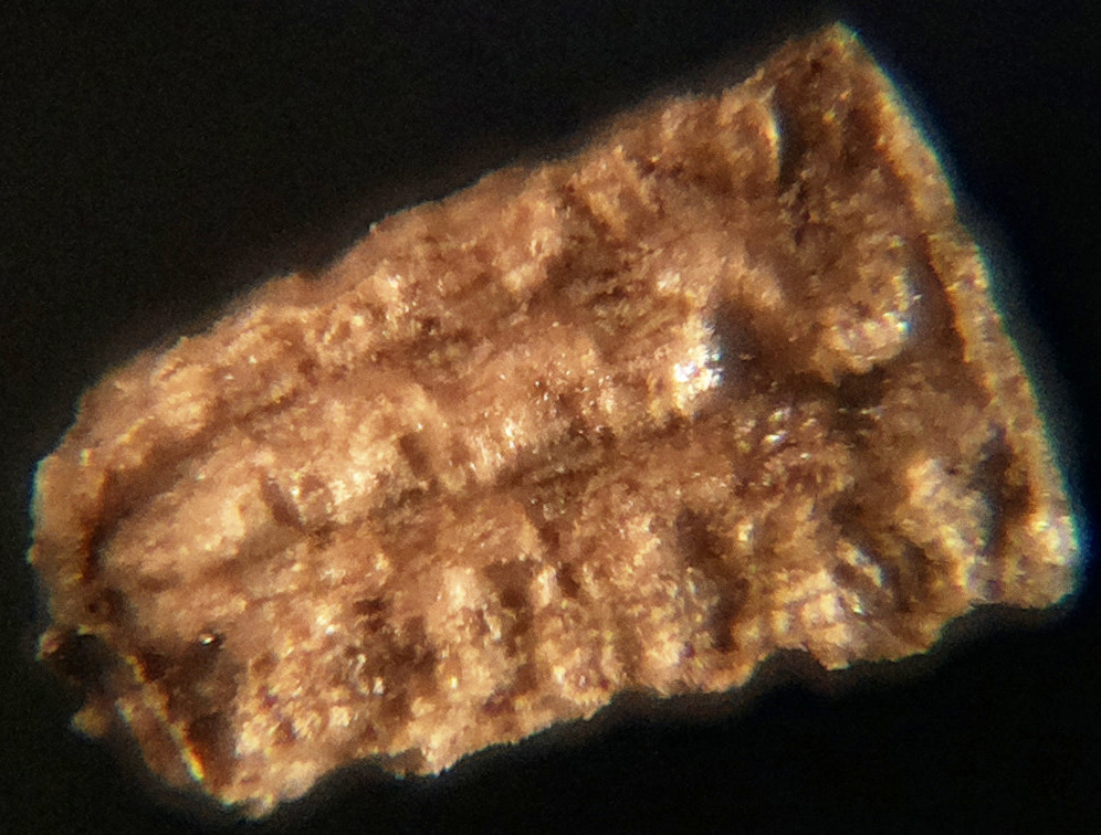 Macro and Micro Picture of the Day 2020-09-13