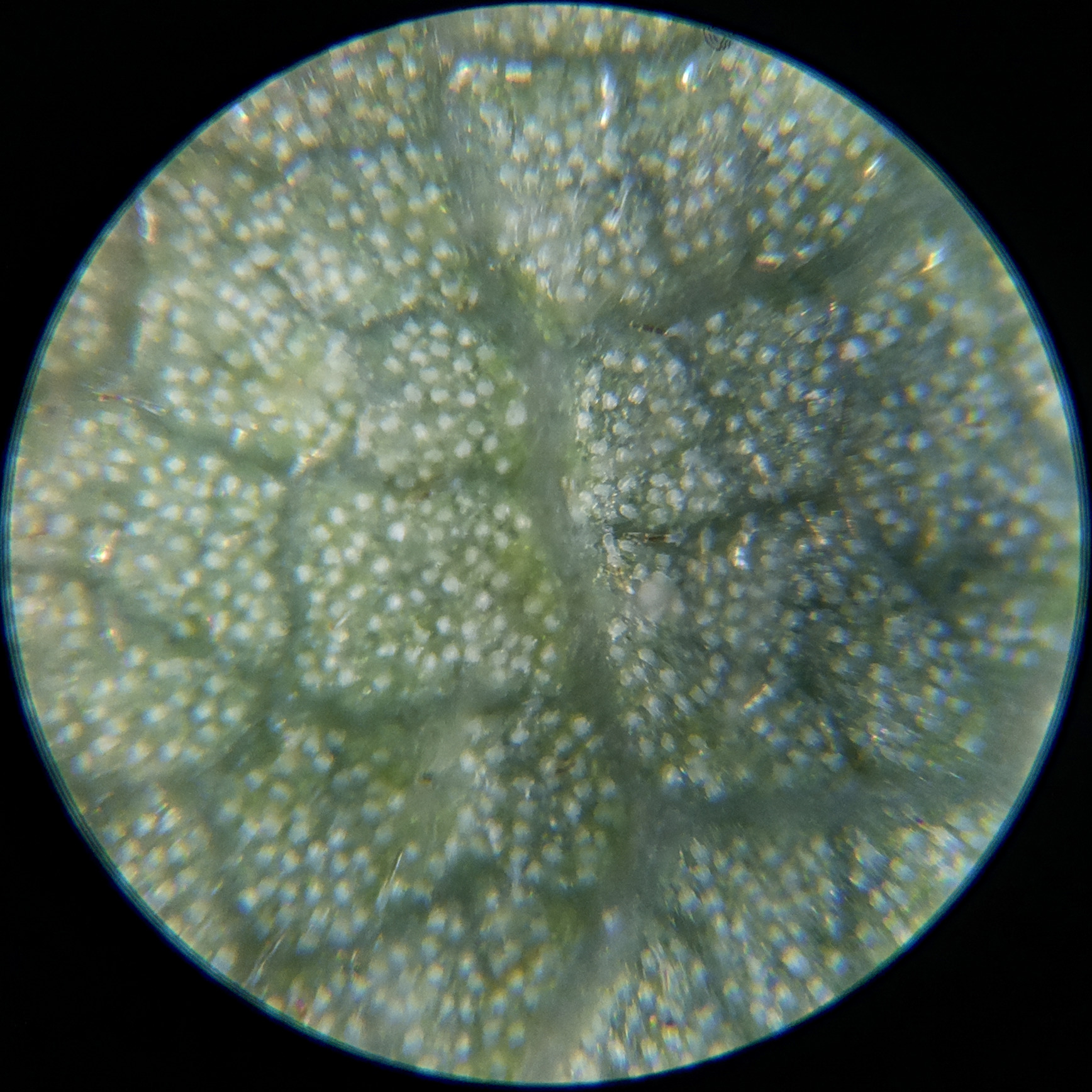 Macro and Micro Picture of the Day 2020-09-14