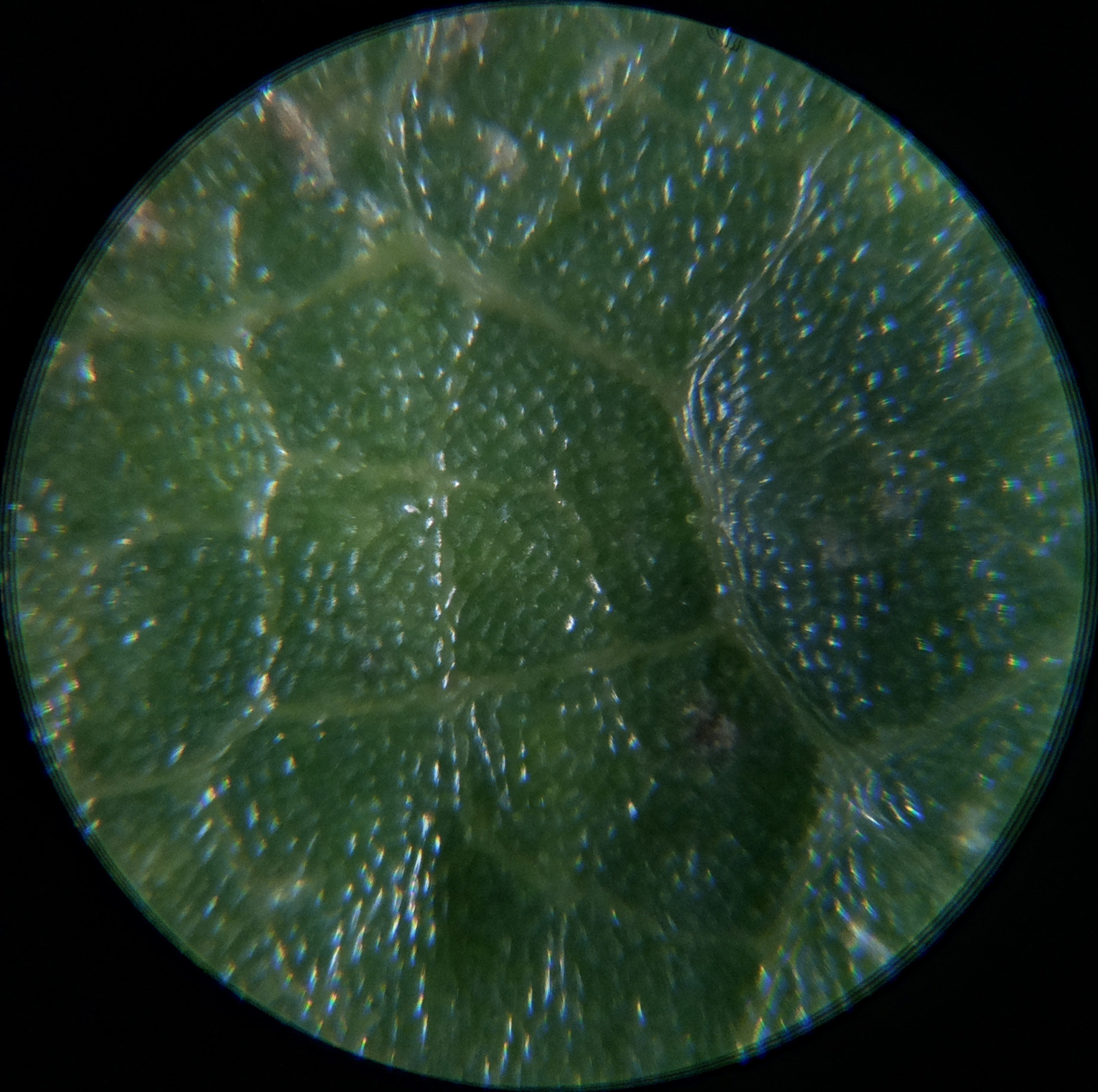 Macro and Micro Picture of the Day 2020-09-15