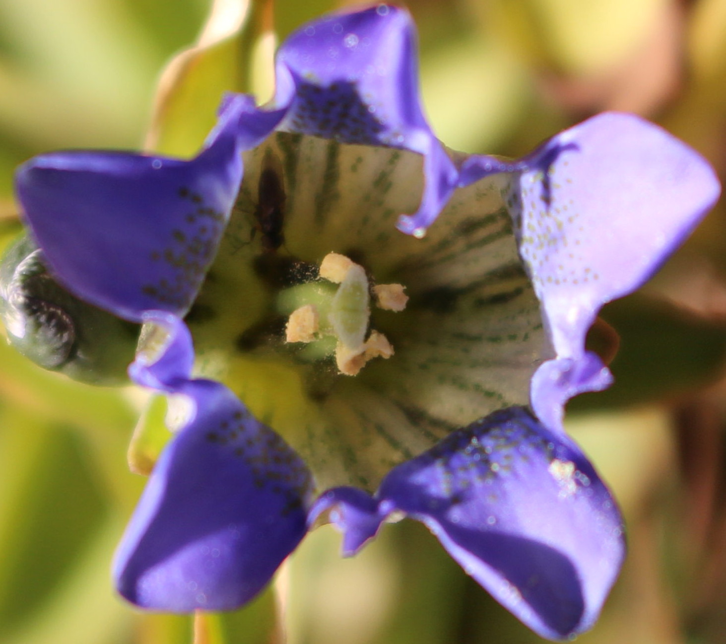 Macro and Micro Picture of the Day 2020-09-16