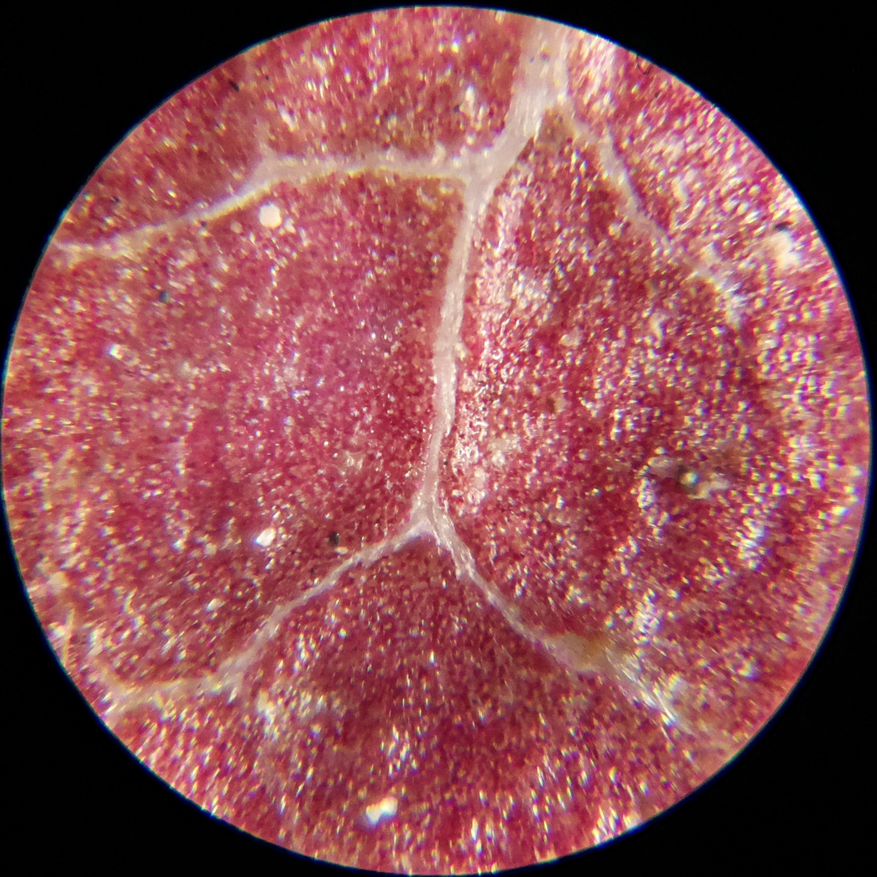 Macro and Micro Picture of the Day 2020-09-18