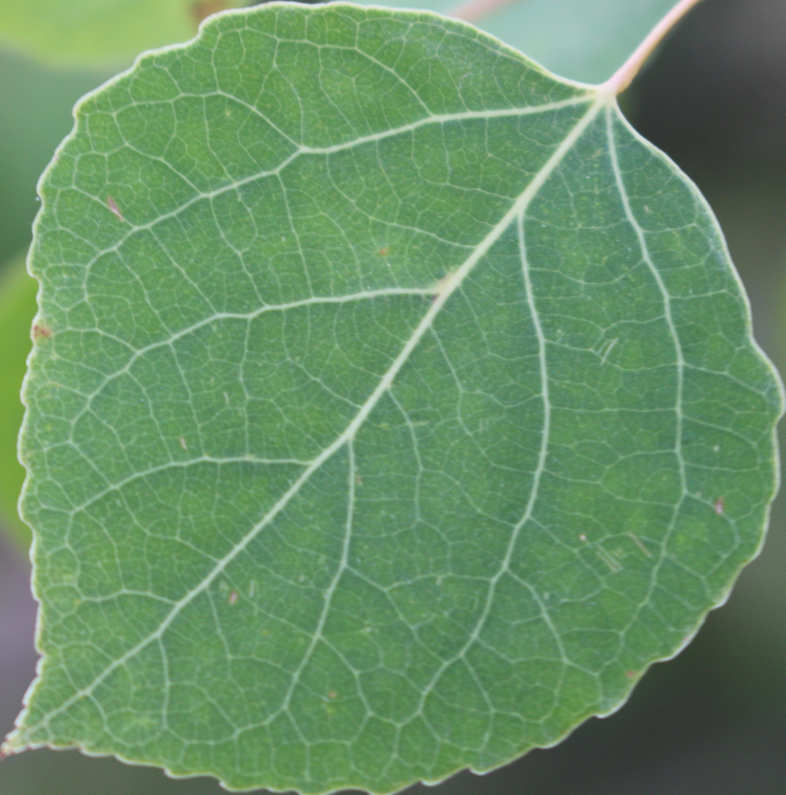 Macro and Micro Picture of the Day 2020-09-20