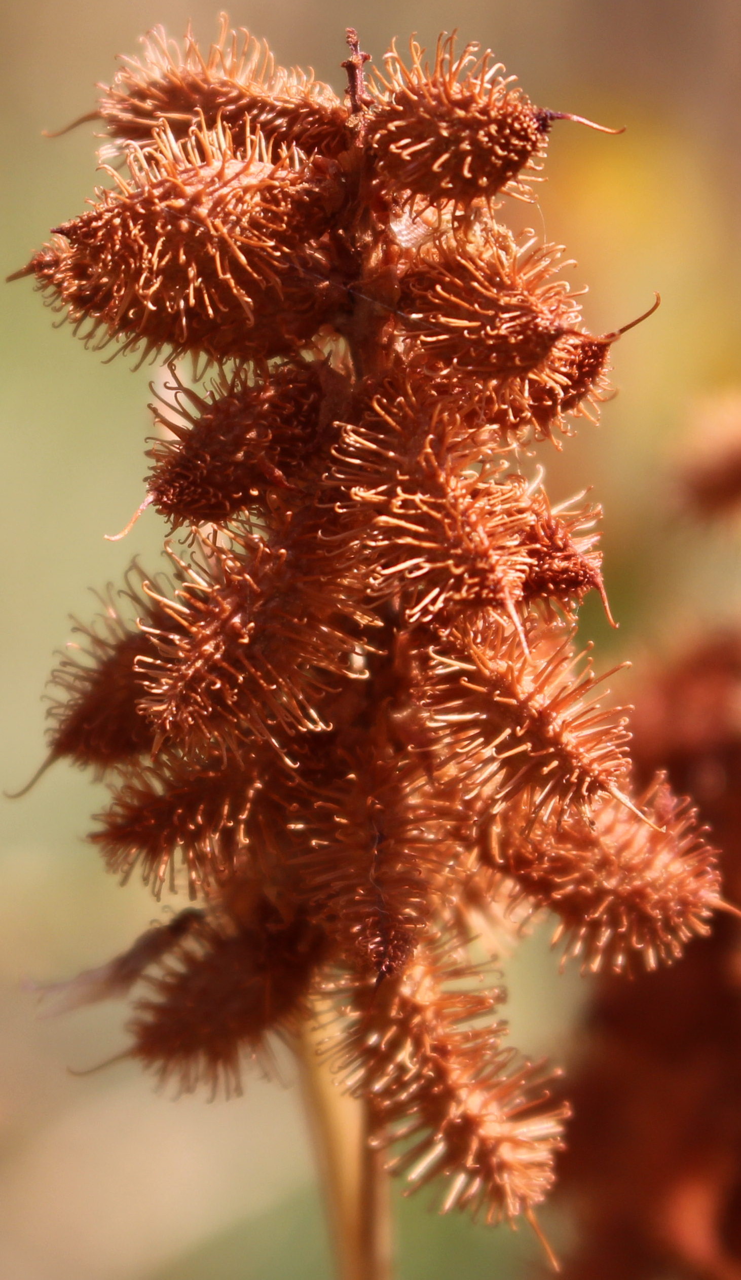 Macro and Micro Picture of the Day 2020-09-21