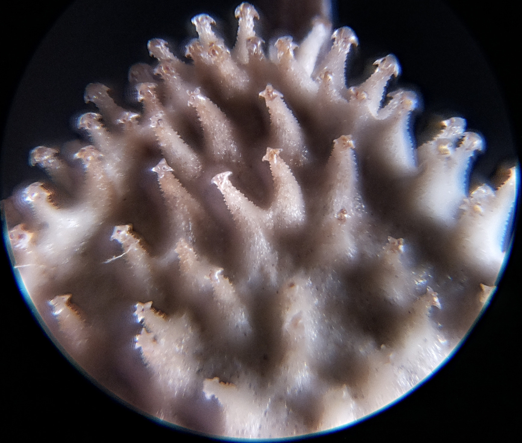 Macro and Micro Picture of the Day 2020-09-22