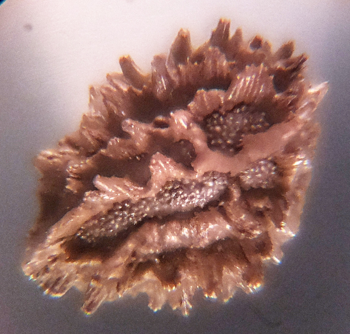 Macro and Micro Picture of the Day 2020-09-26