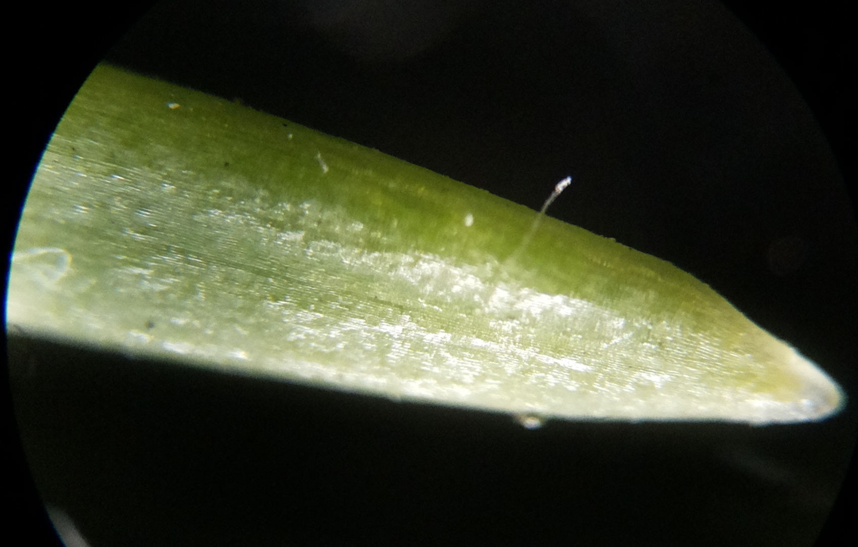 Macro and Micro Picture of the Day 2020-09-28