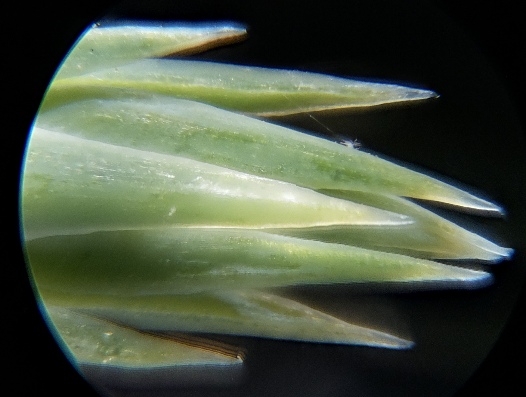 Macro and Micro Picture of the Day 2020-09-29