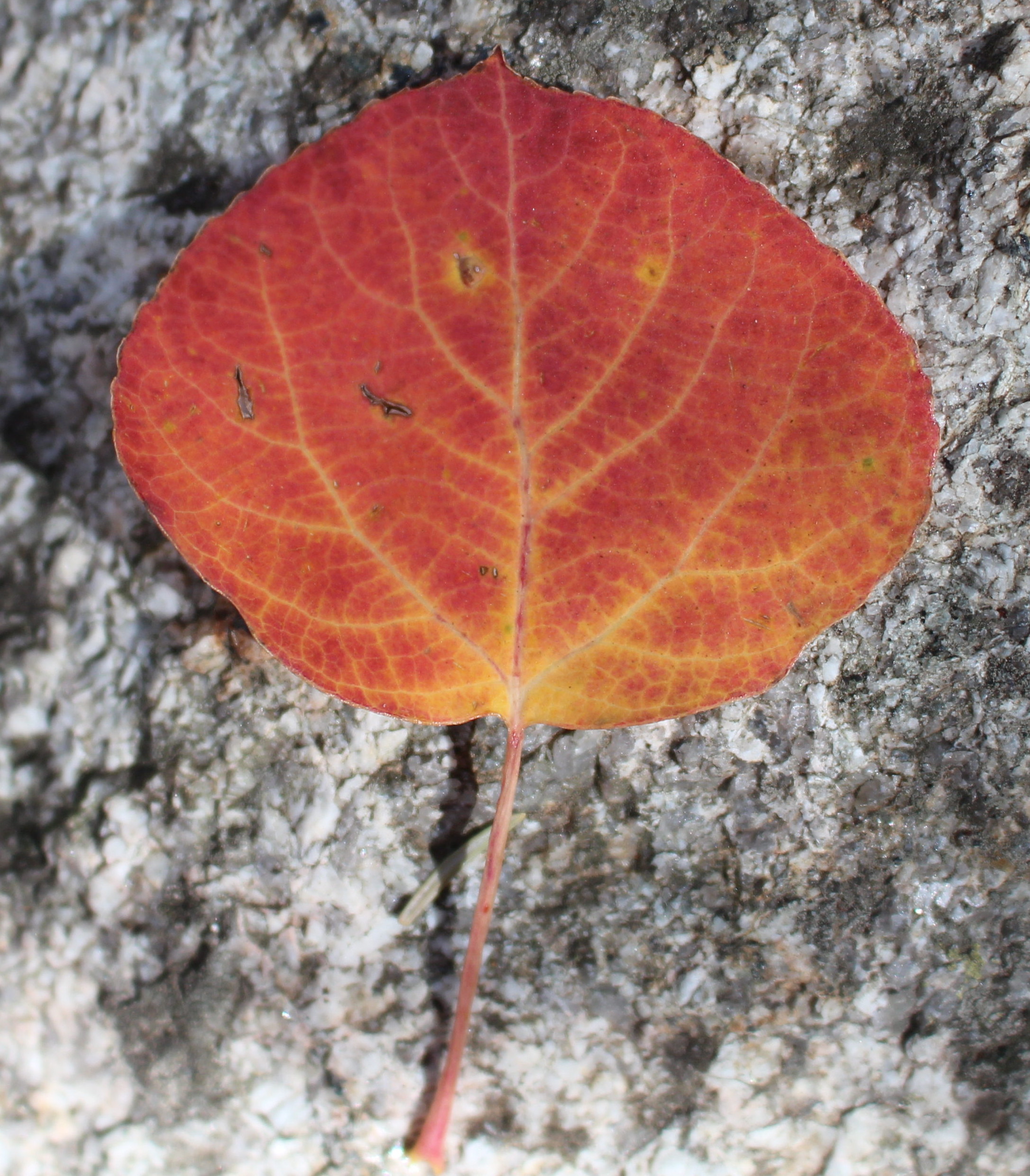 Macro and Micro Picture of the Day 2020-09-30