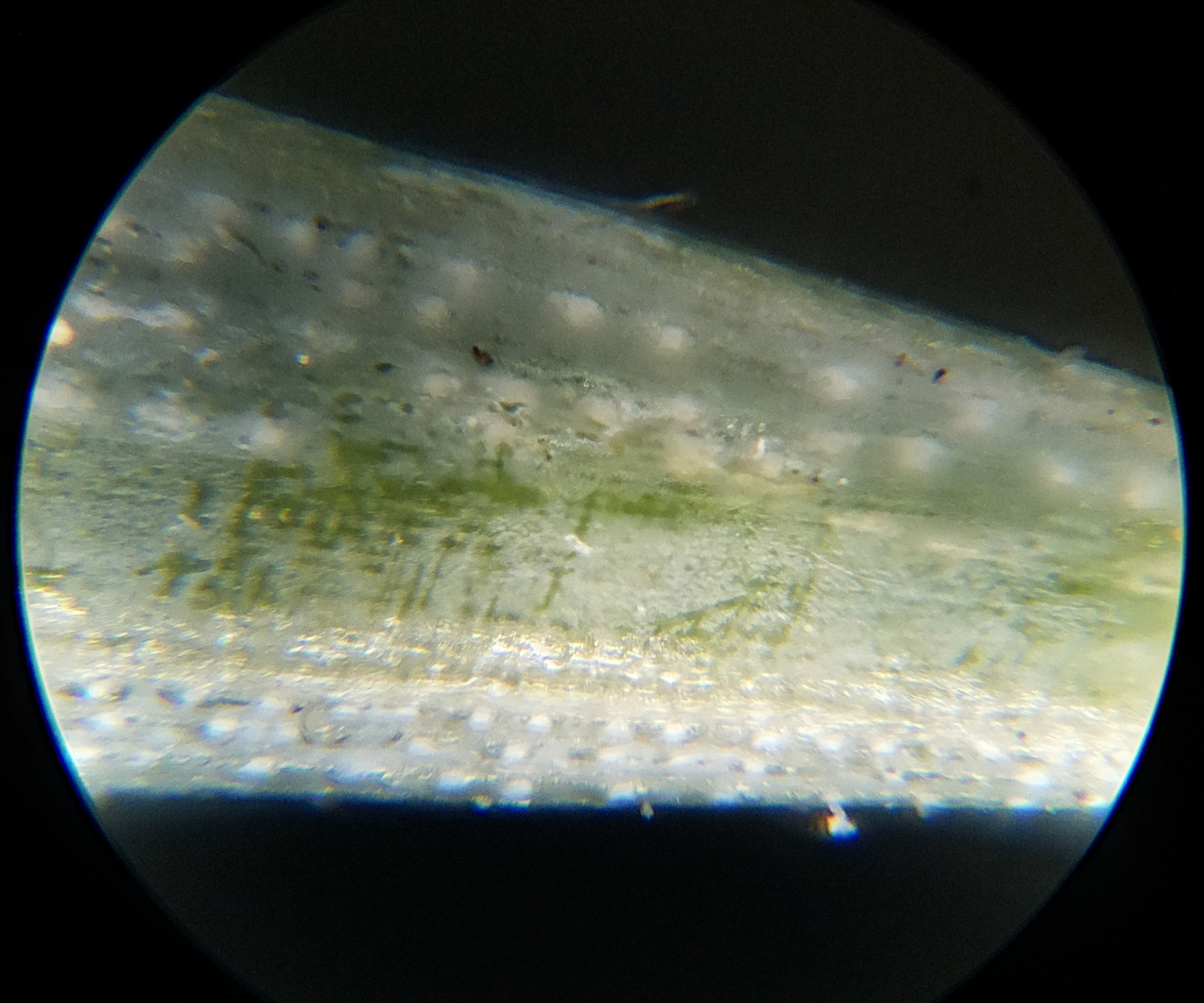 Macro and Micro Picture of the Day 2020-10-02