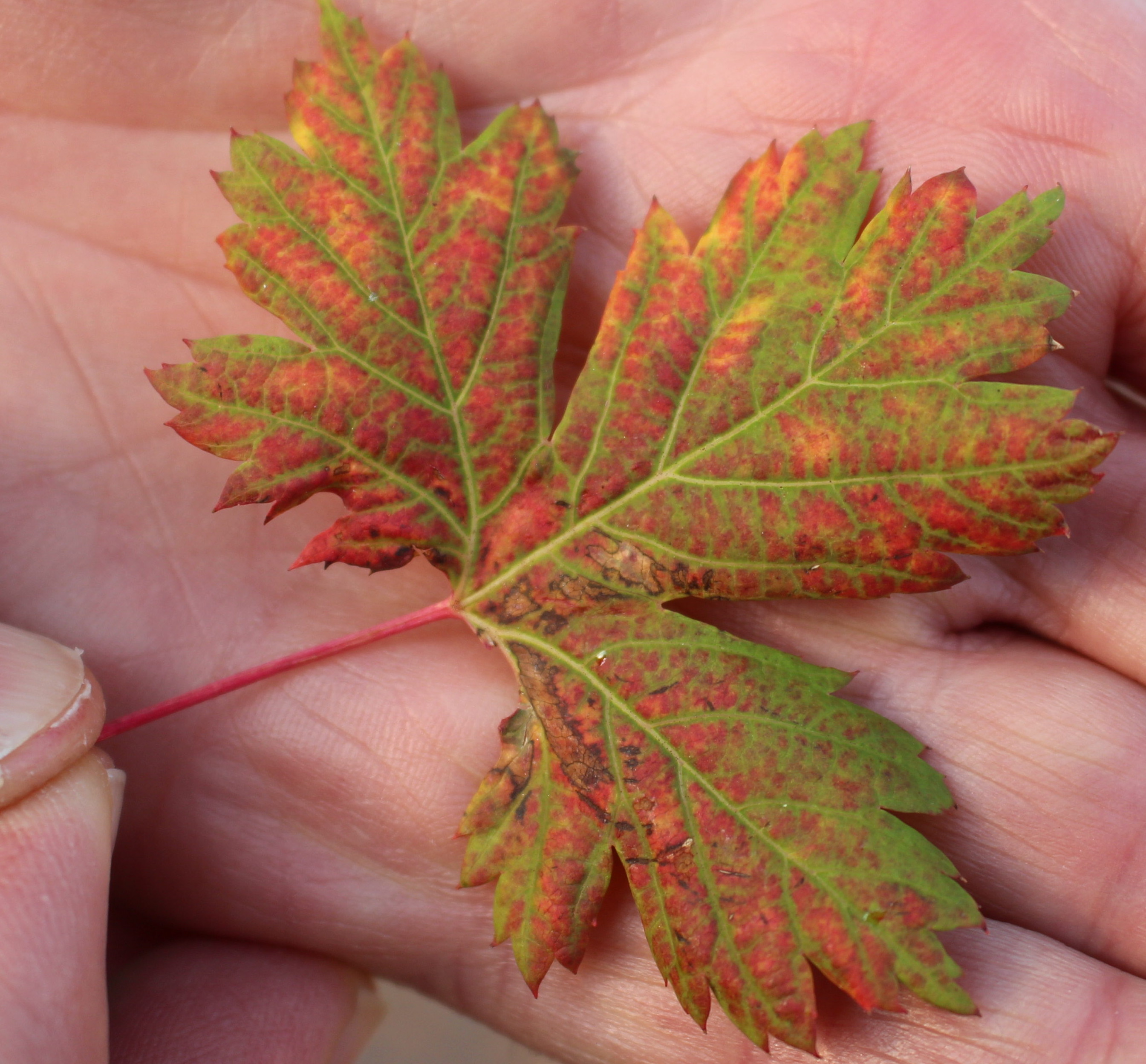 Macro and Micro Picture of the Day 2020-10-03