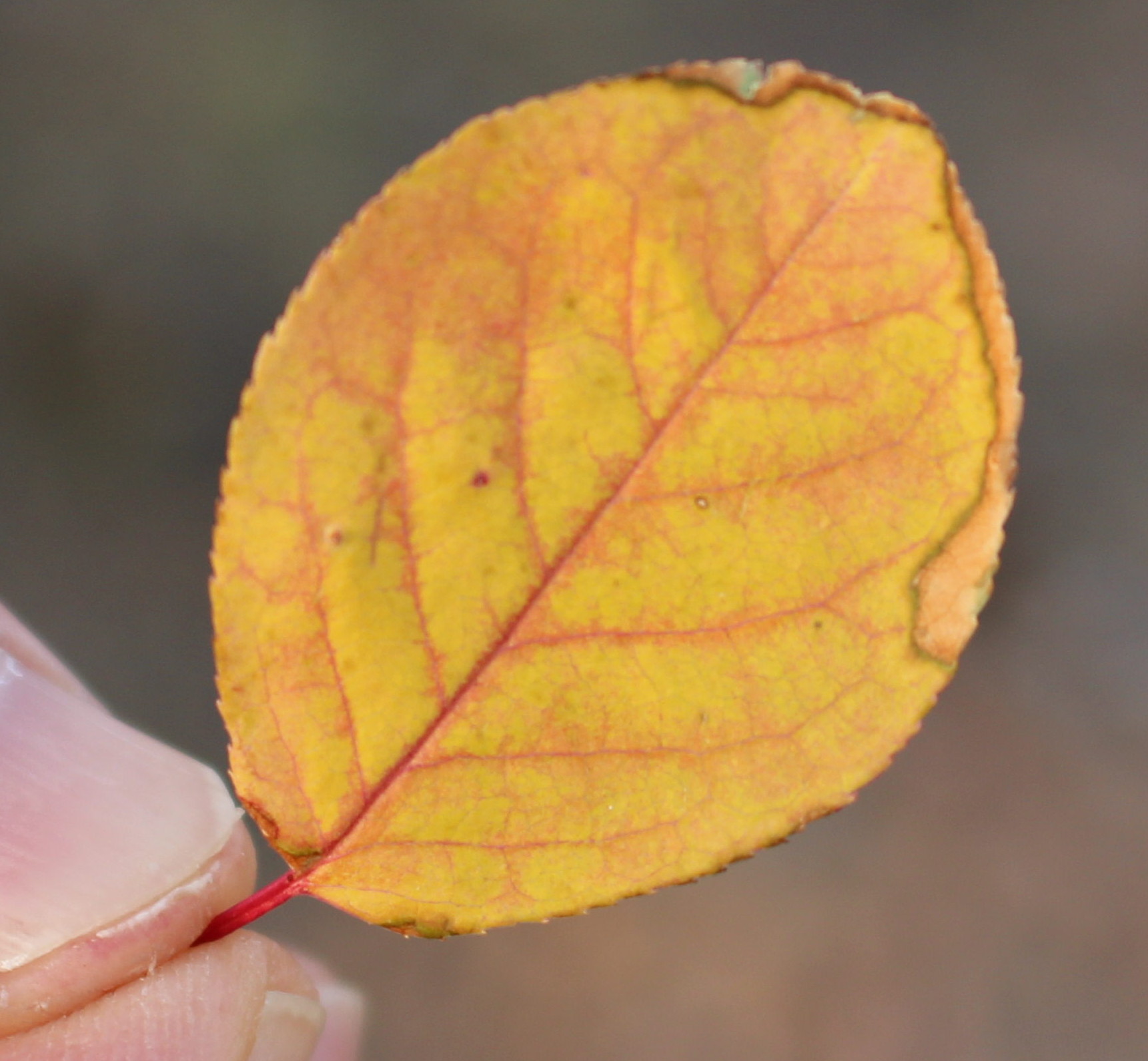 Macro and Micro Picture of the Day 2020-10-04