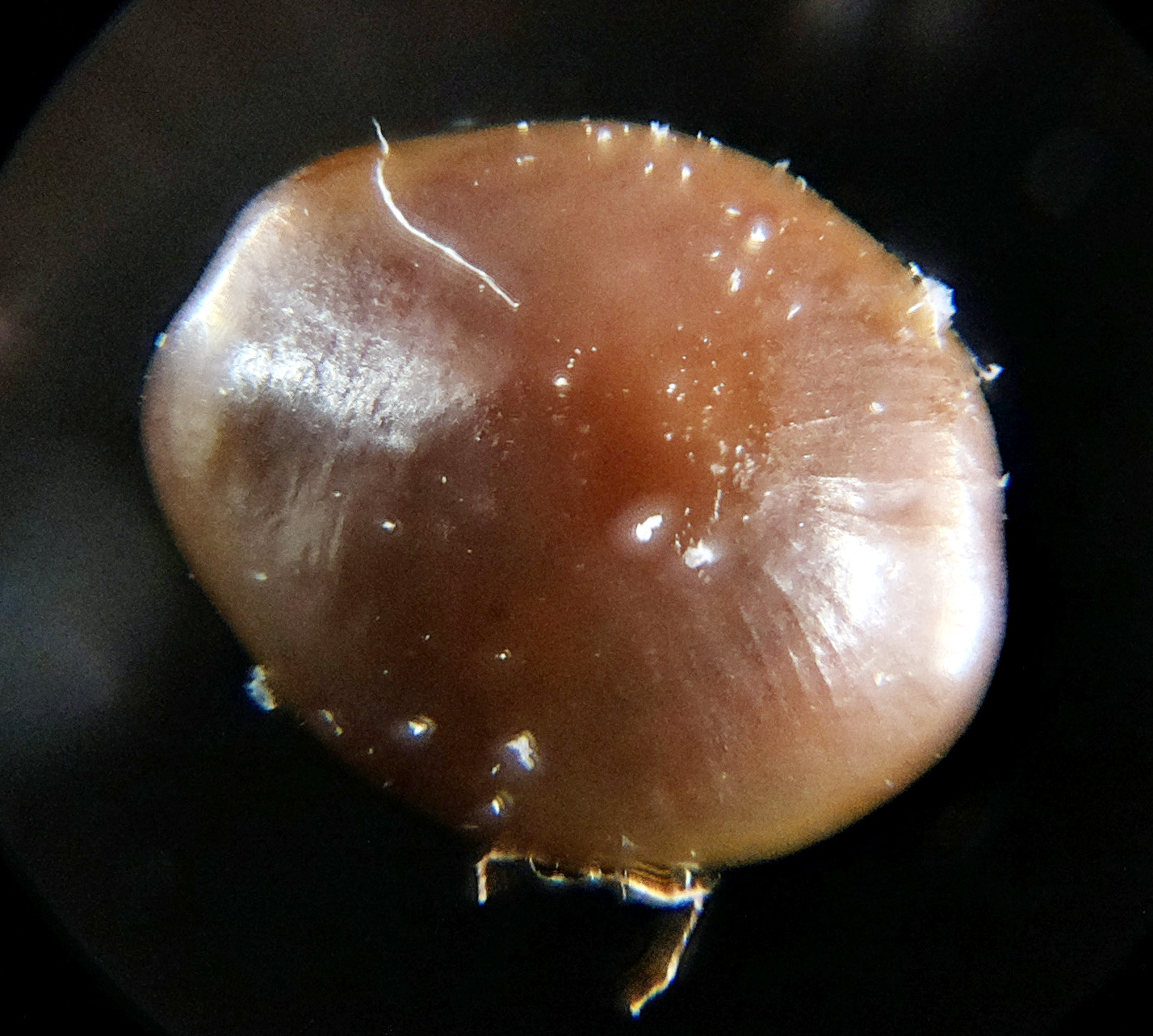 Macro and Micro Picture of the Day 2020-10-06