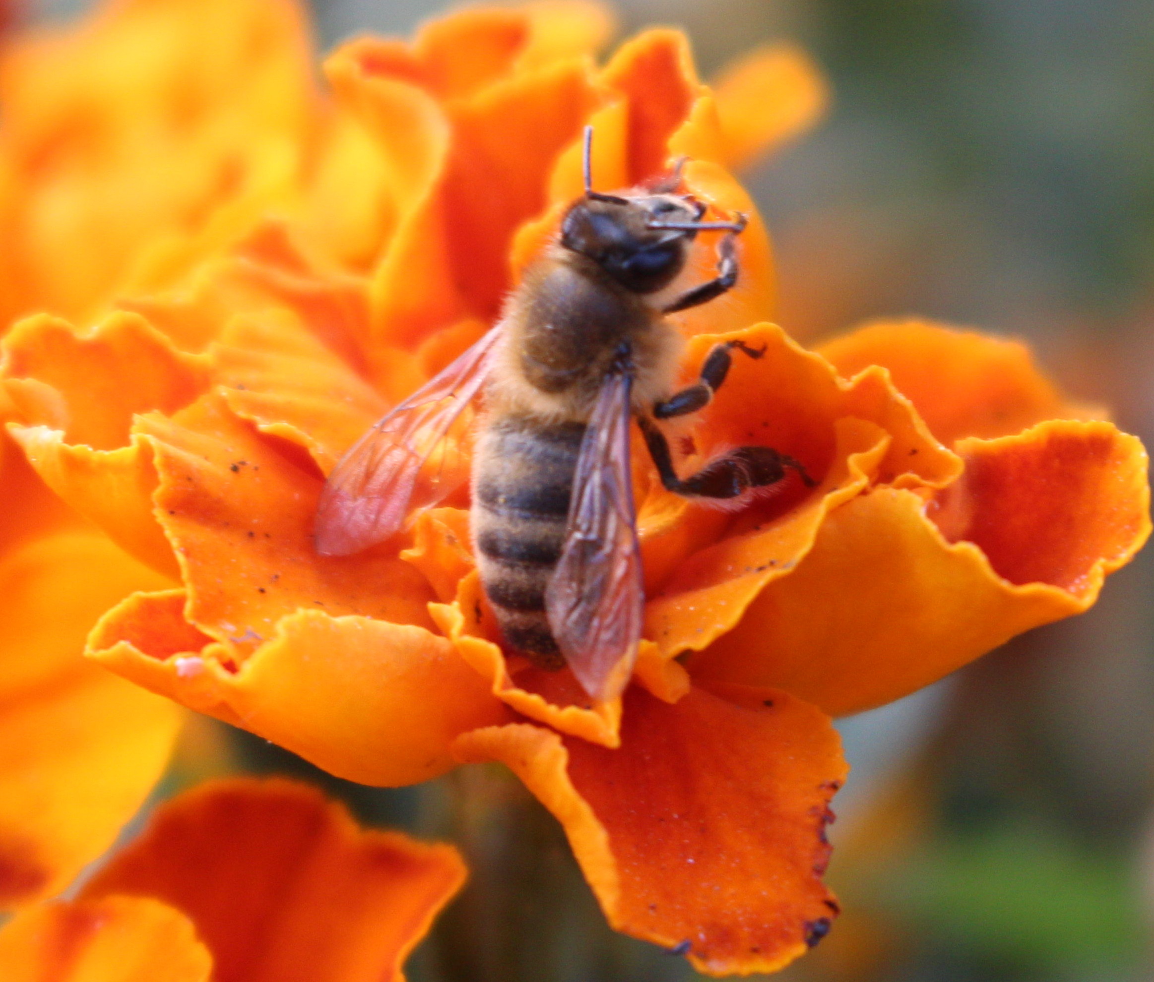 Macro and Micro Picture of the Day 2020-10-08