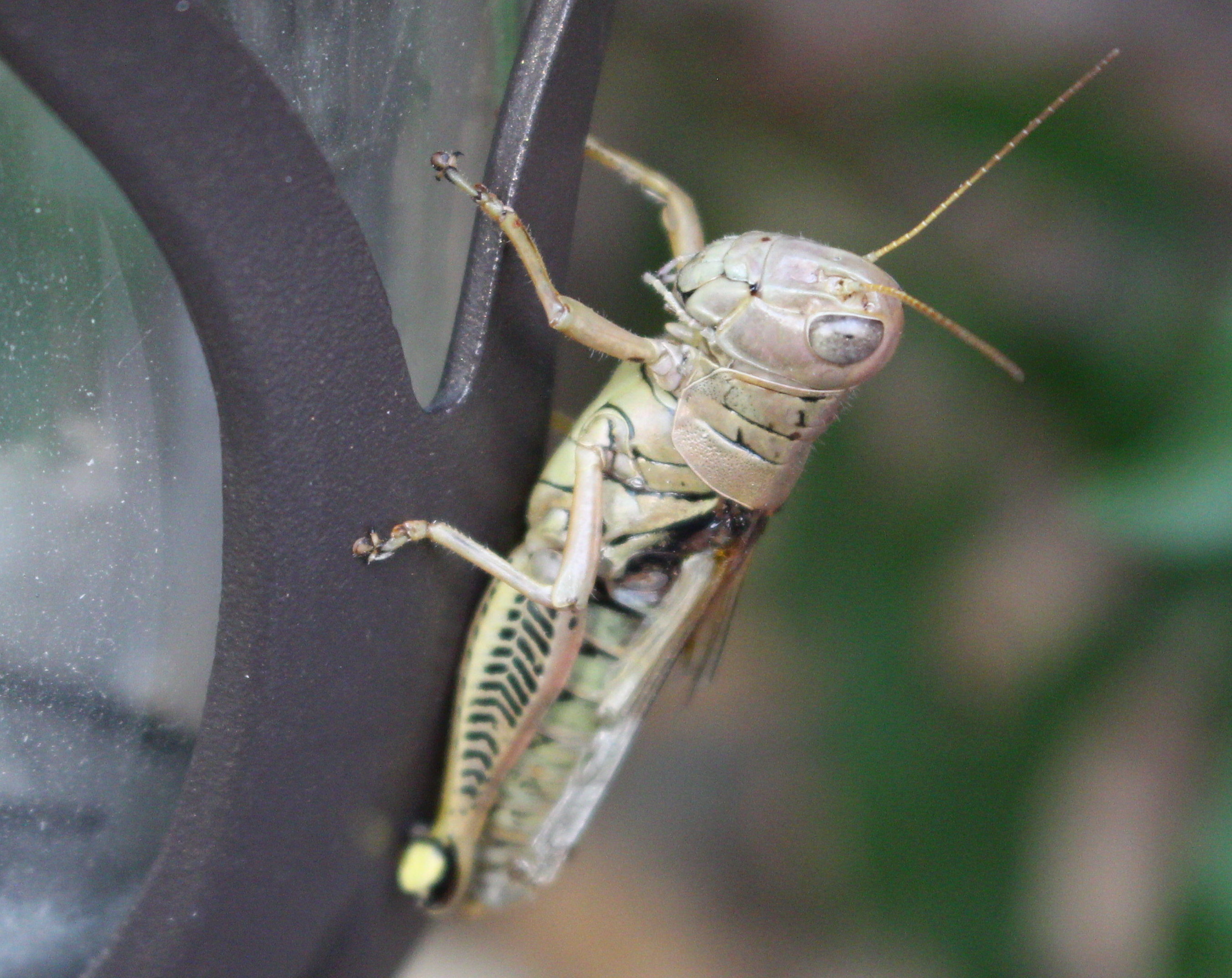 Macro and Micro Picture of the Day 2020-10-09