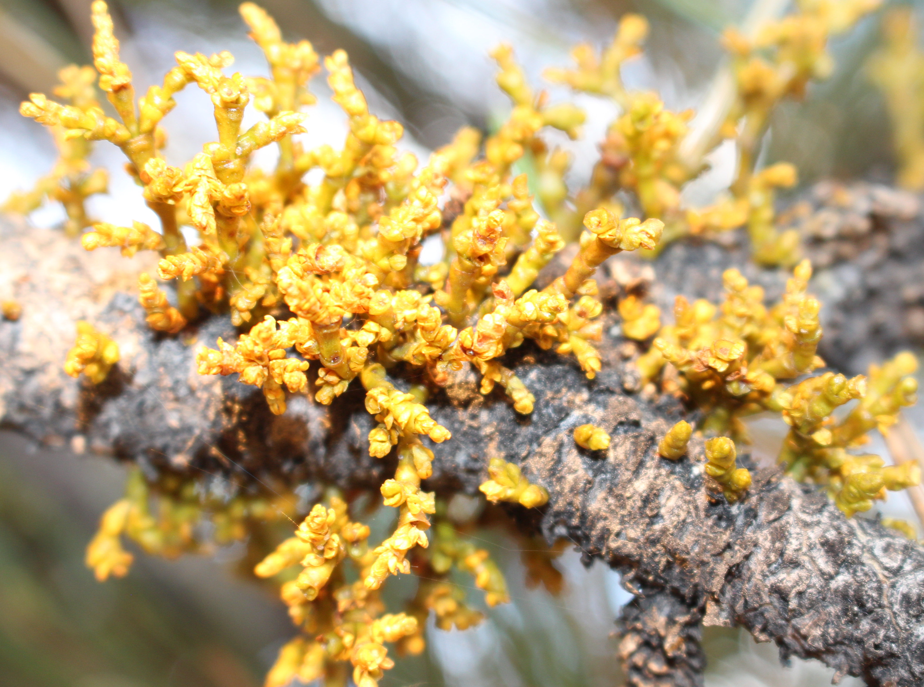 Macro and Micro Picture of the Day 2020-10-10