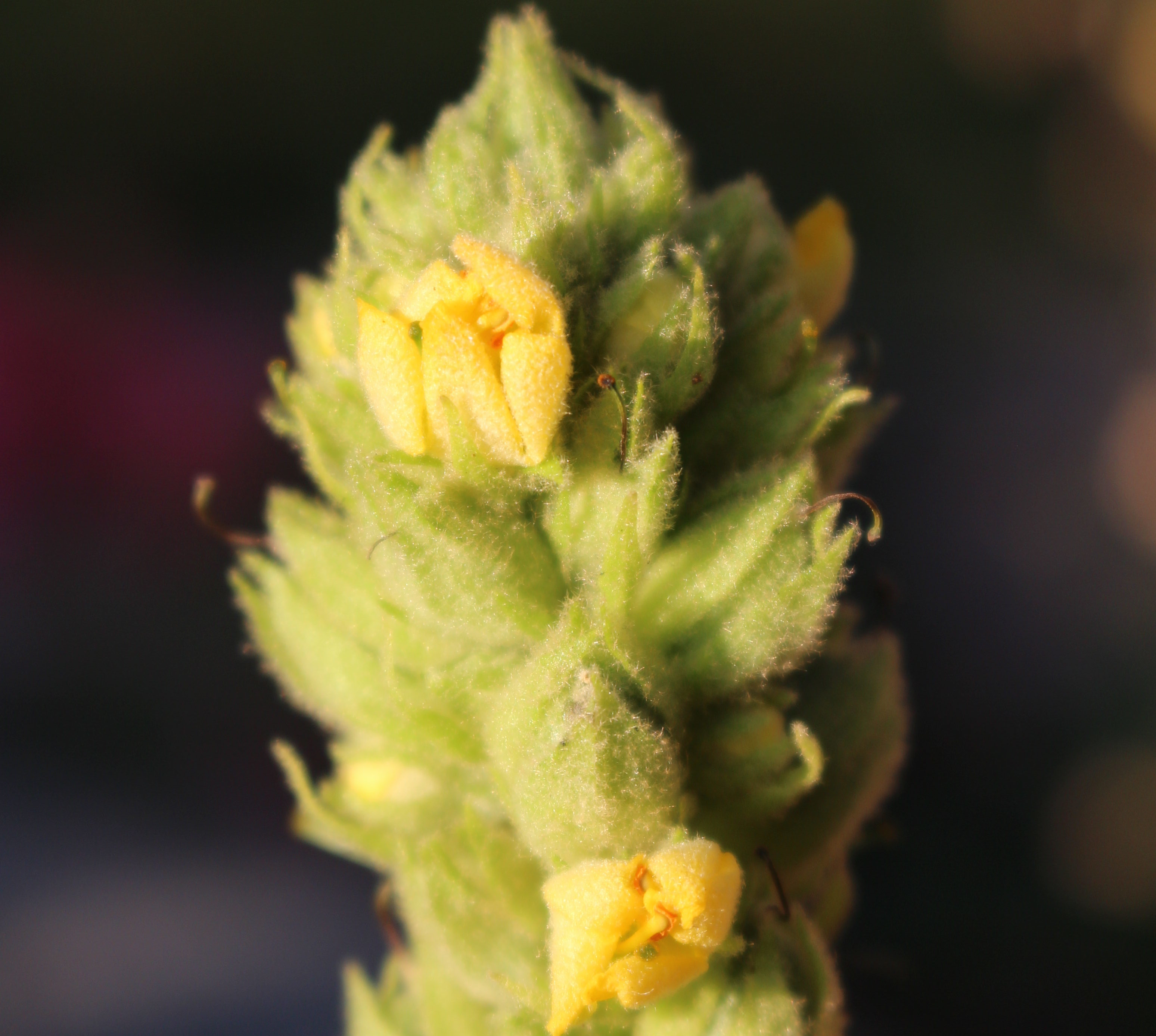 Macro and Micro Picture of the Day 2020-10-11