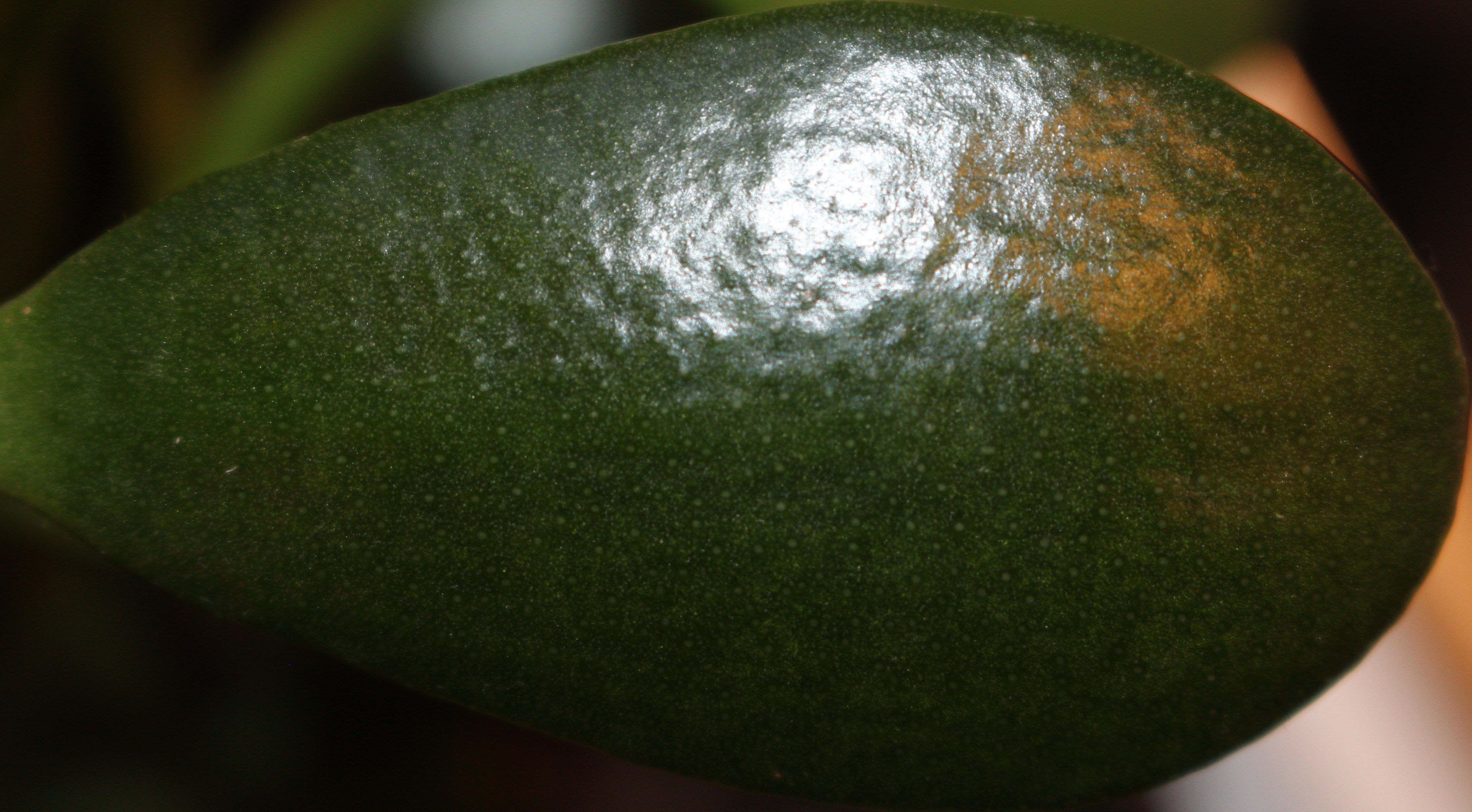 Macro and Micro Picture of the Day 2020-10-12