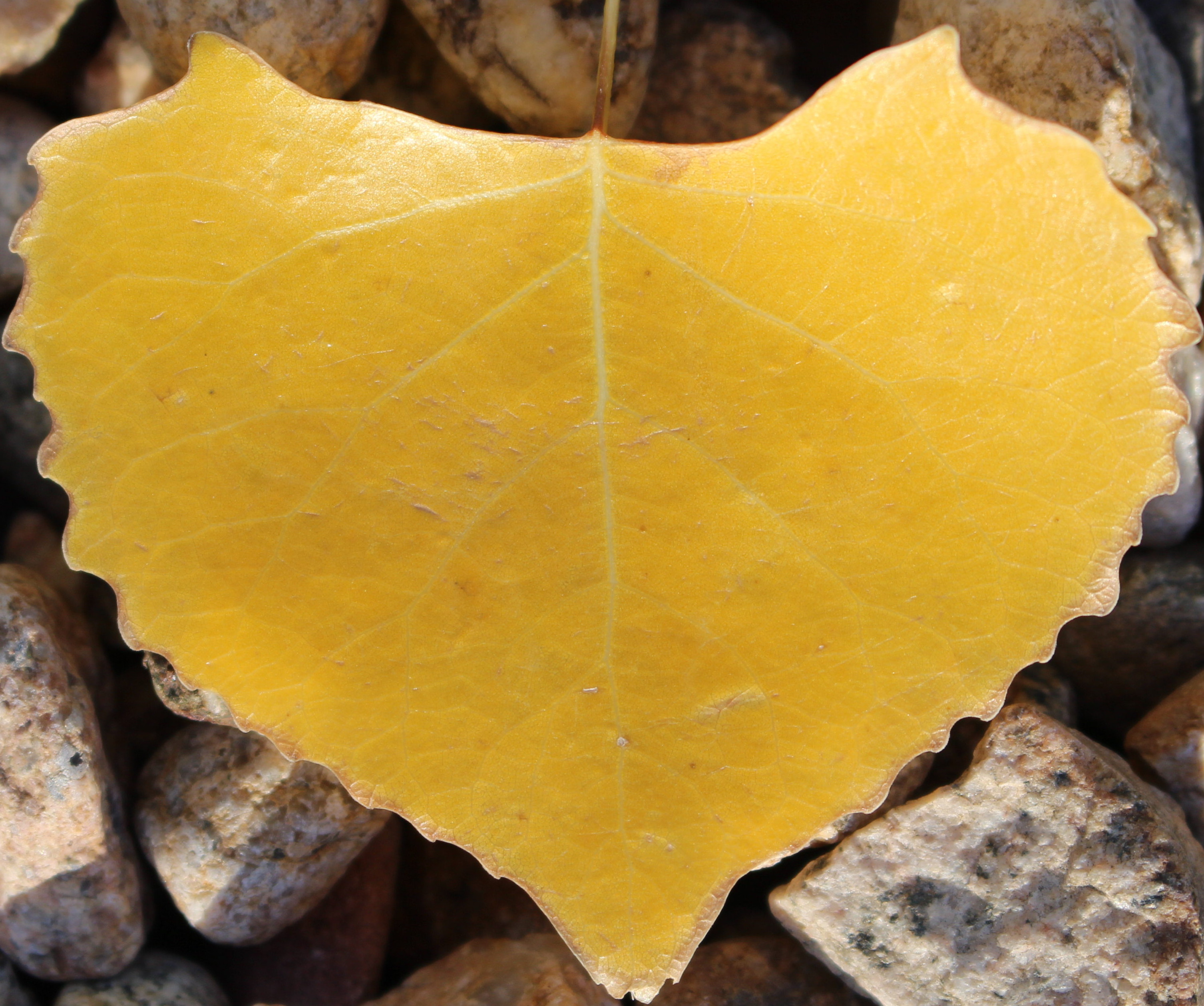 Macro and Micro Picture of the Day 2020-10-13