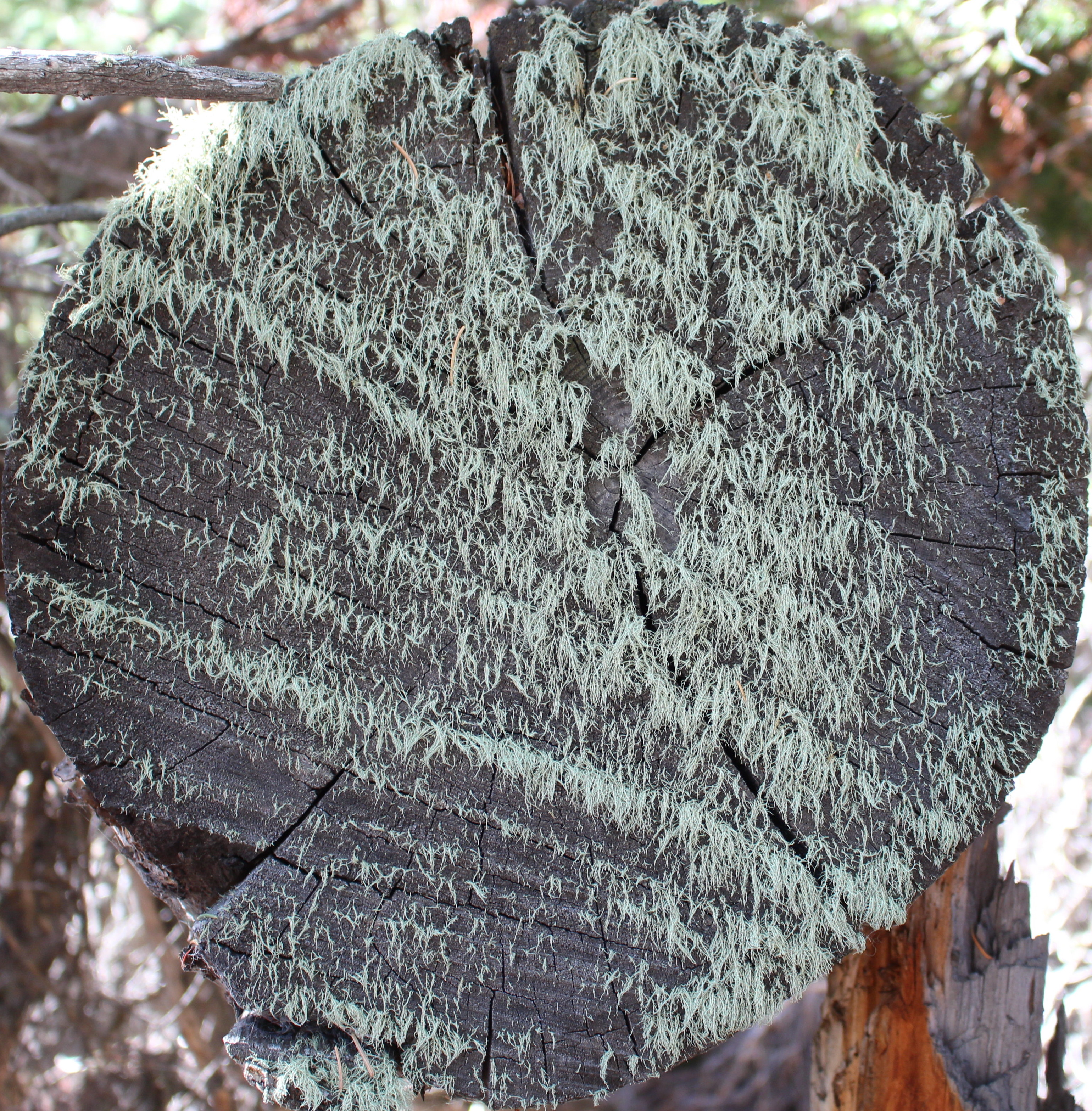 Macro and Micro Picture of the Day 2020-10-14