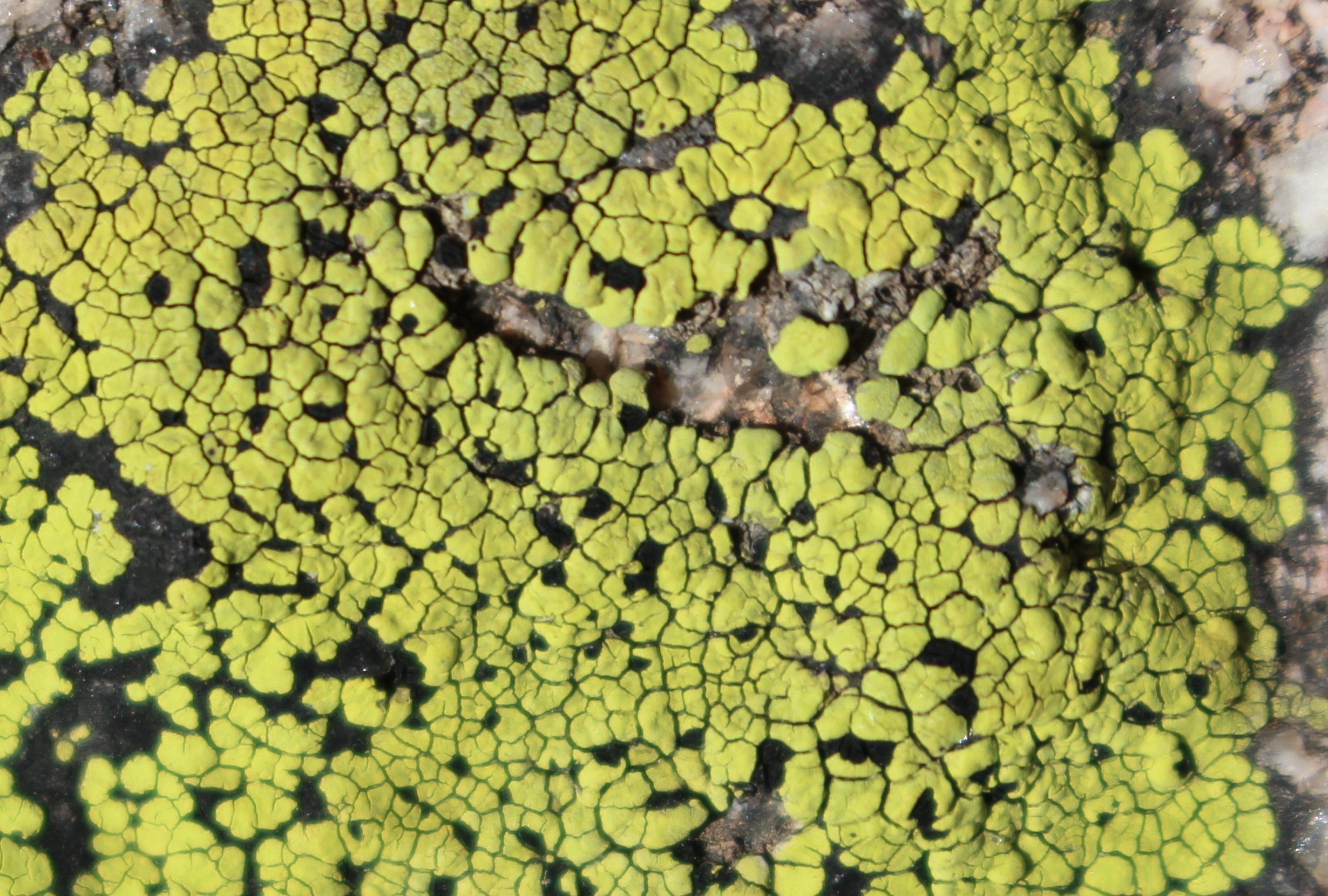 Macro and Micro Picture of the Day 2020-10-15