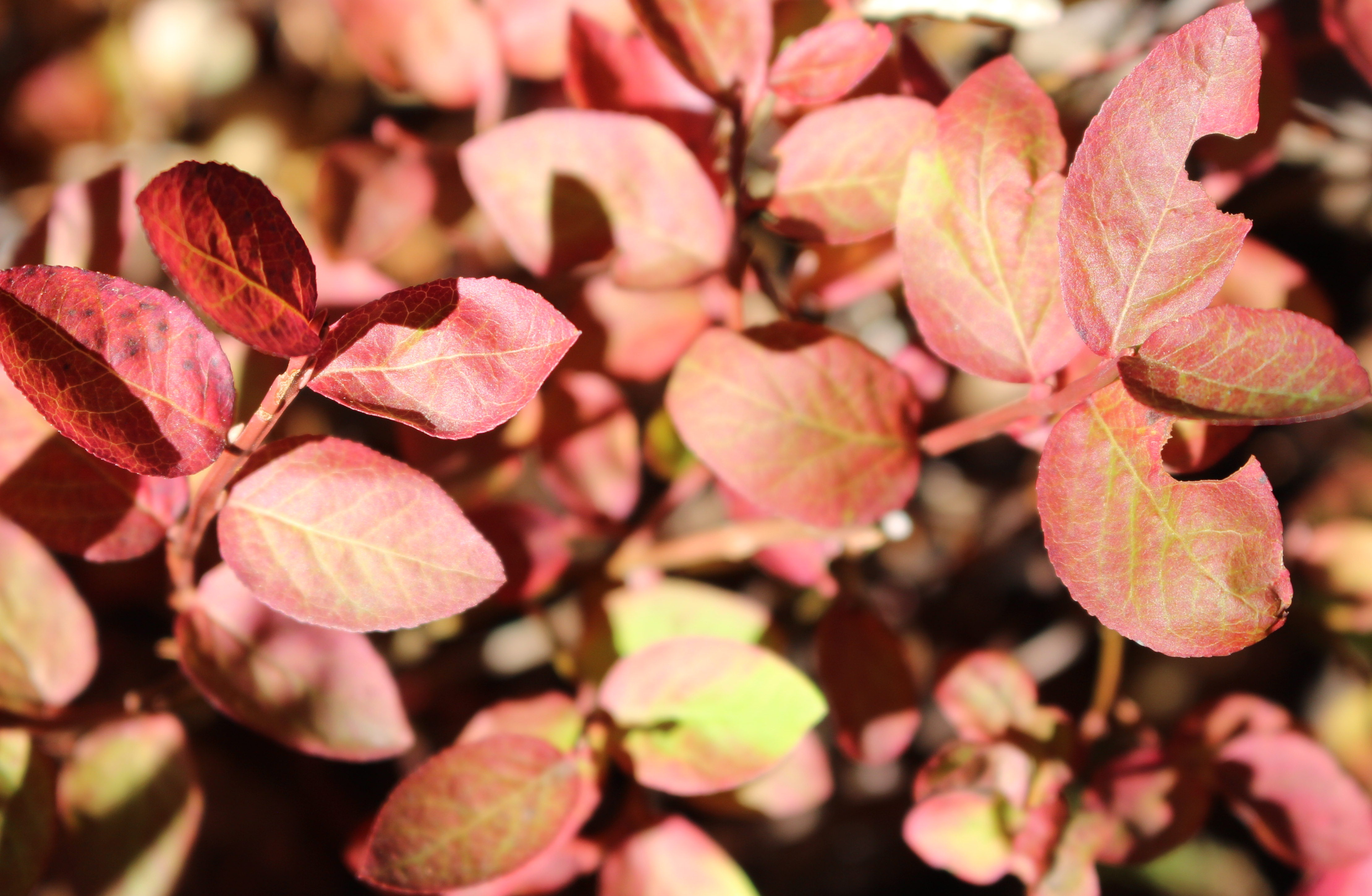 Macro and Micro Picture of the Day 2020-10-16